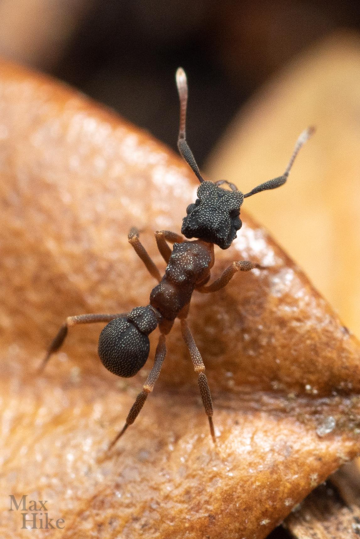 Cyphomyrmex worker C8