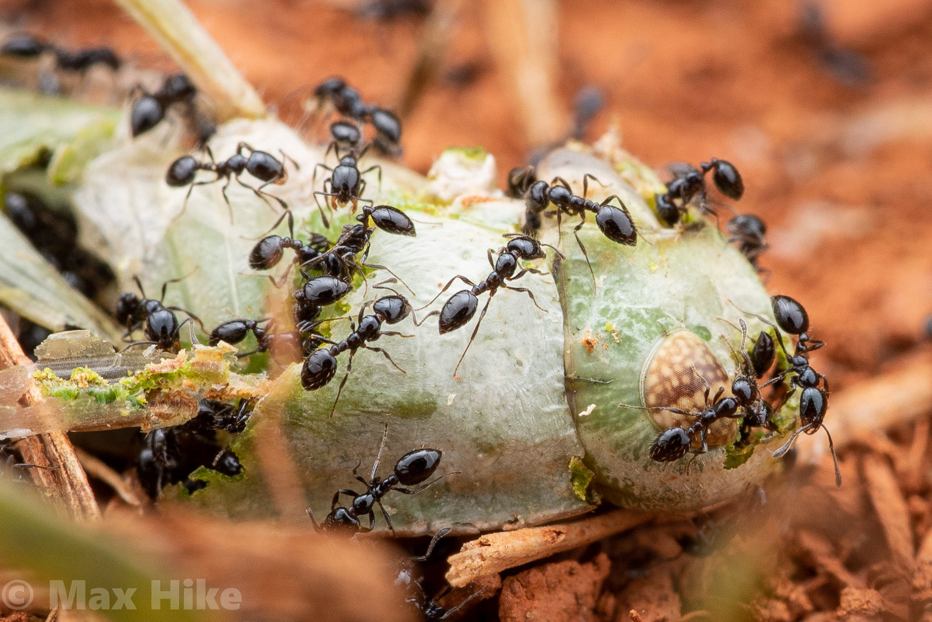 Monomorium minimum workers eating a grasshopper M3