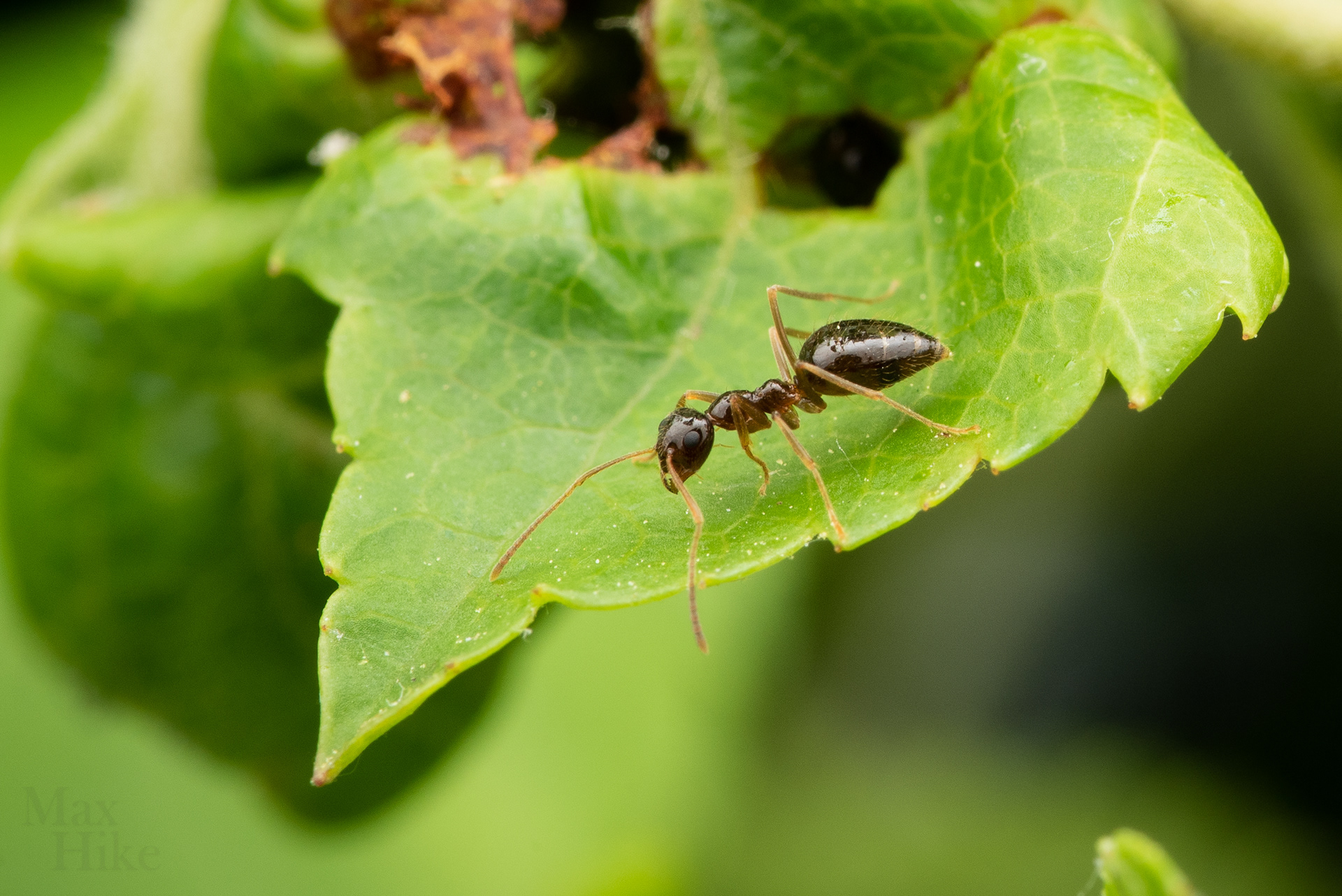 Prenolepis imparis worker P11