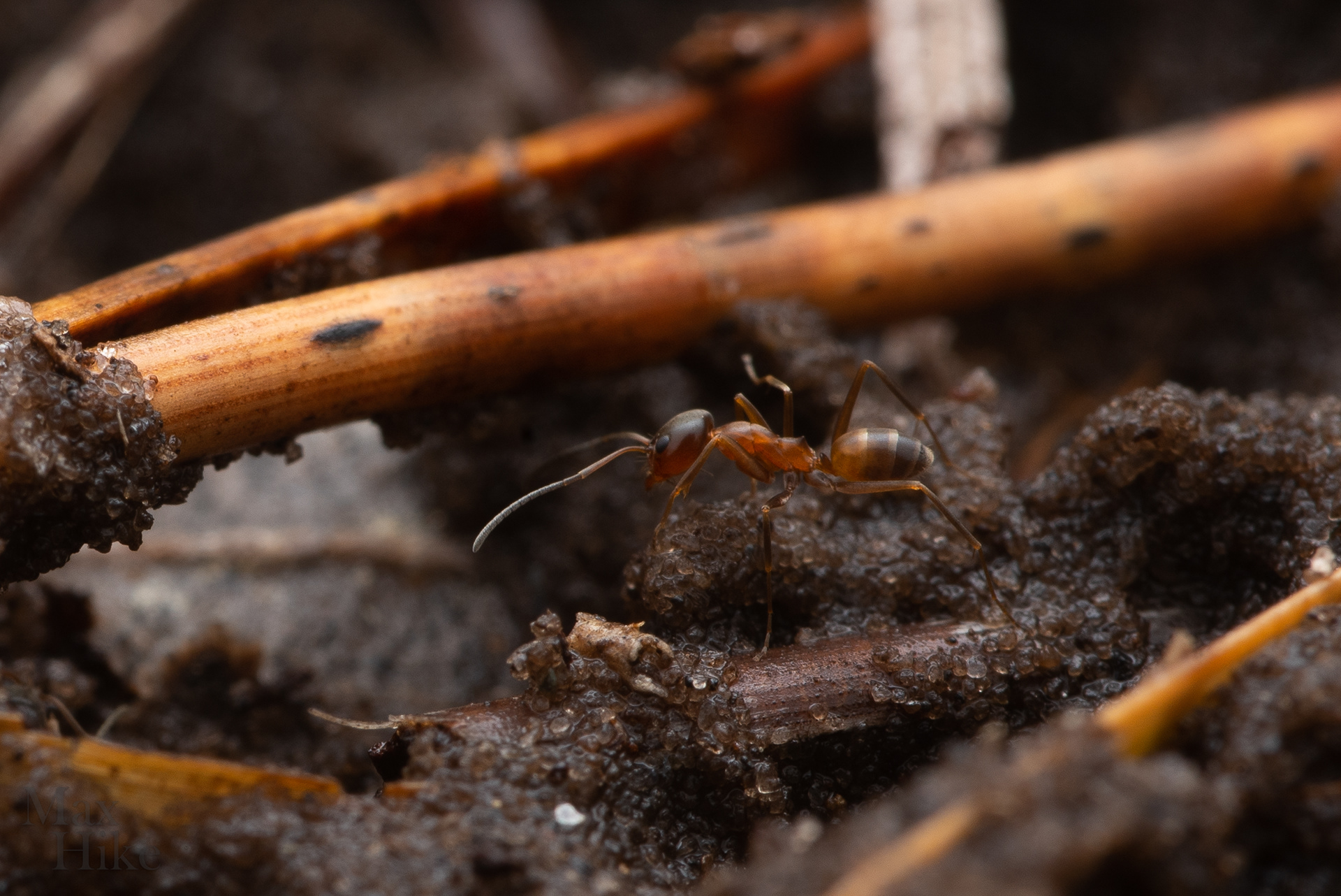 Dorymyrmex sp. worker D11