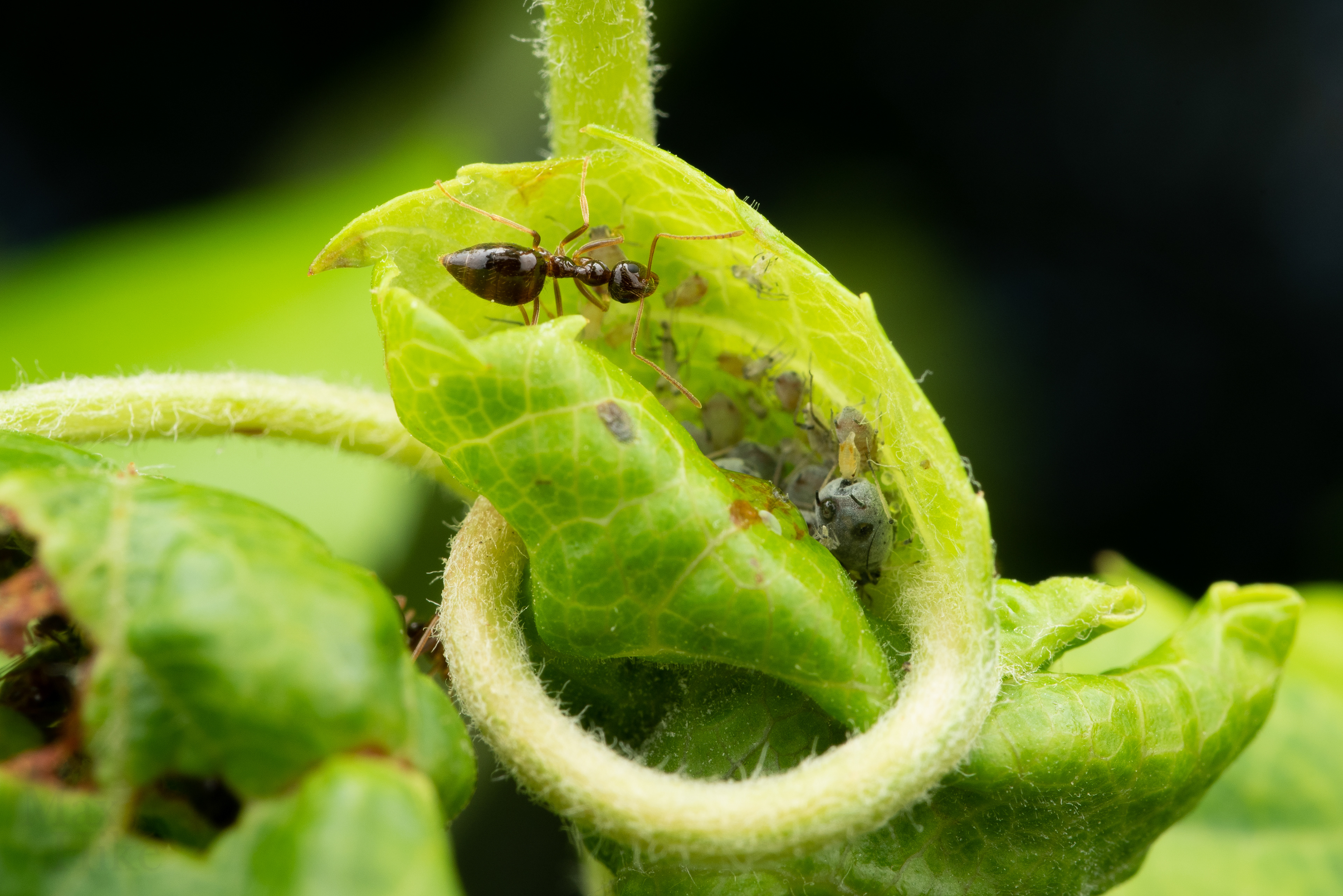Prenolepis imparis workers tending aphids P12