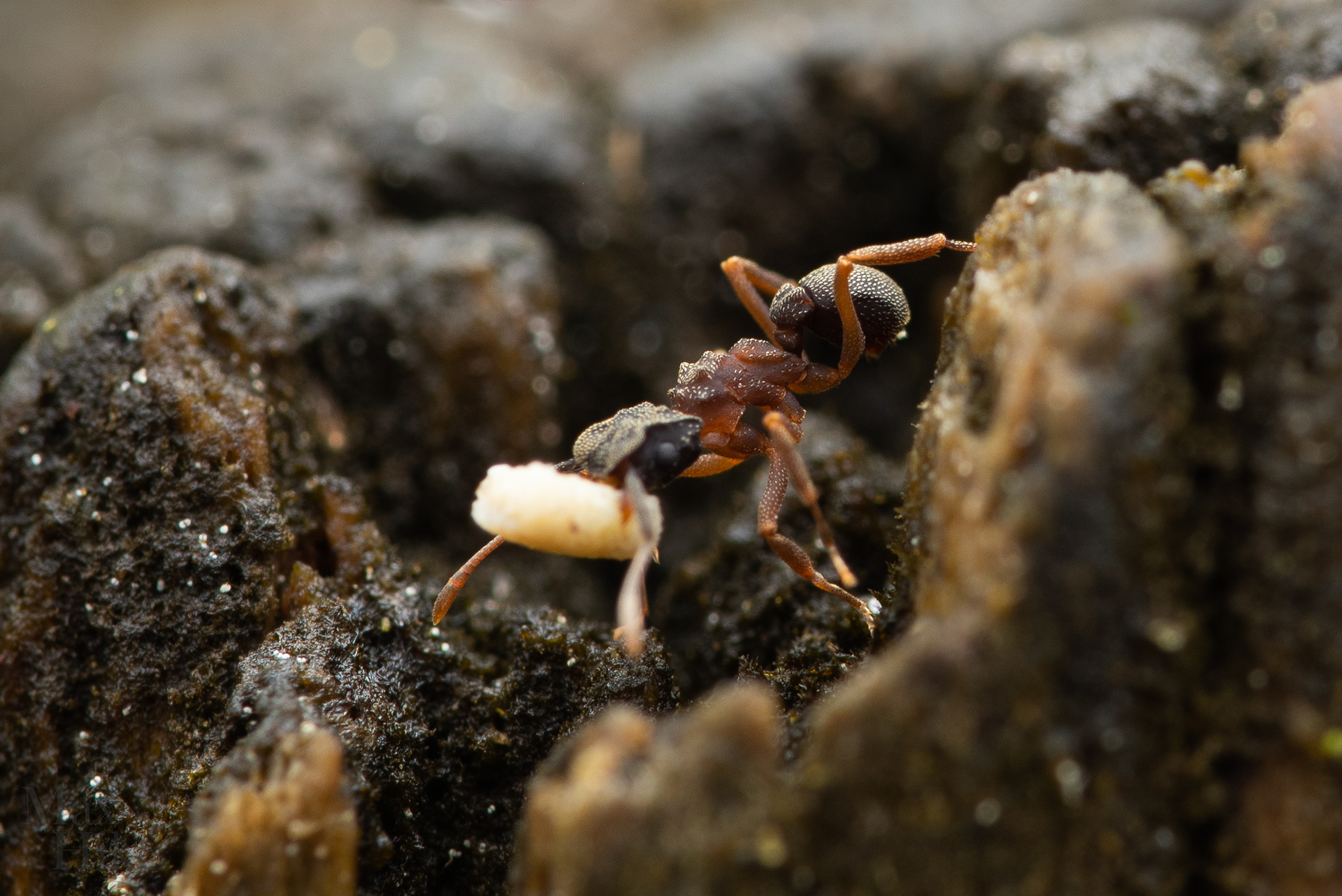 Cyphomyrmex worker C16