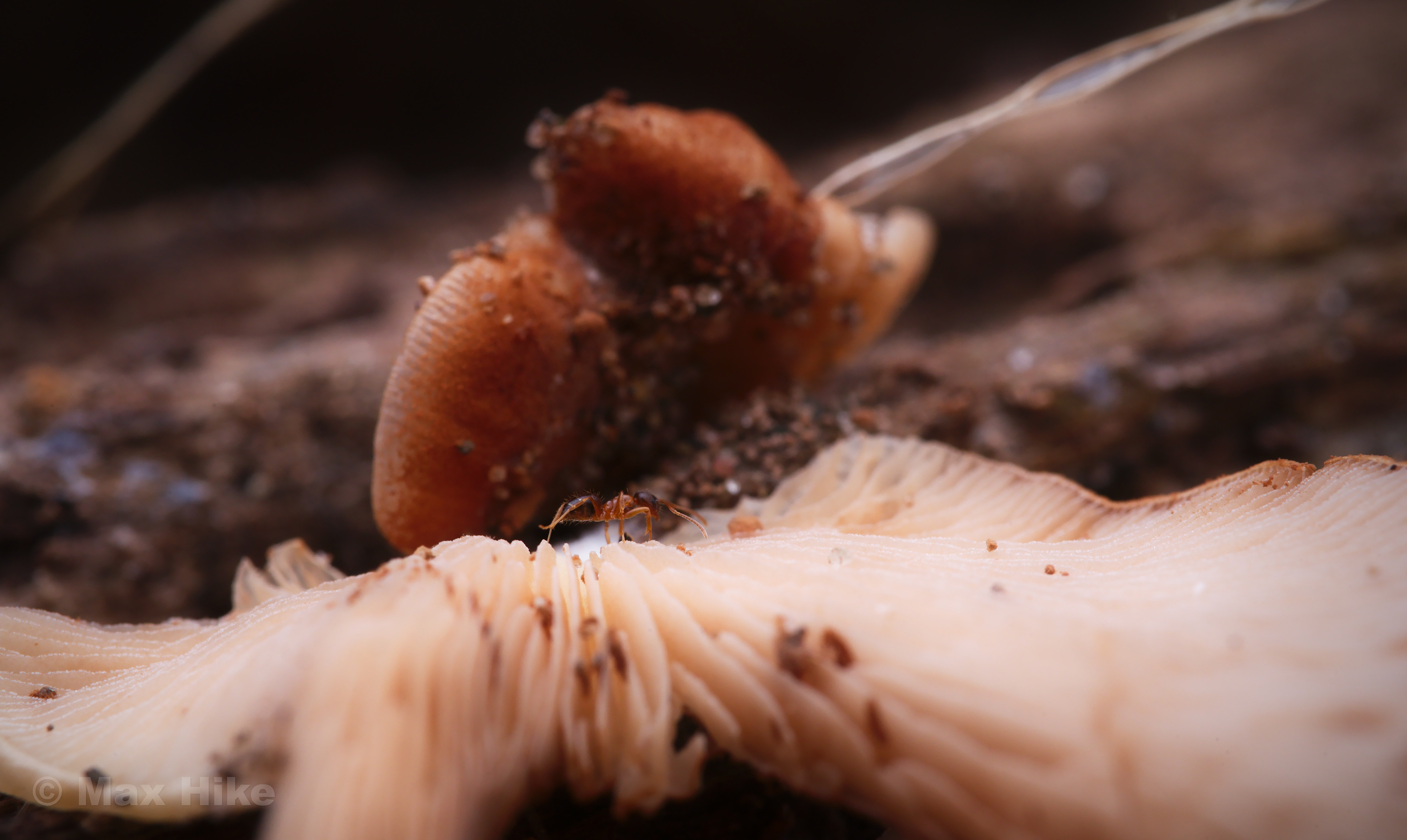 Nylanderia worker walking on a fungus N4