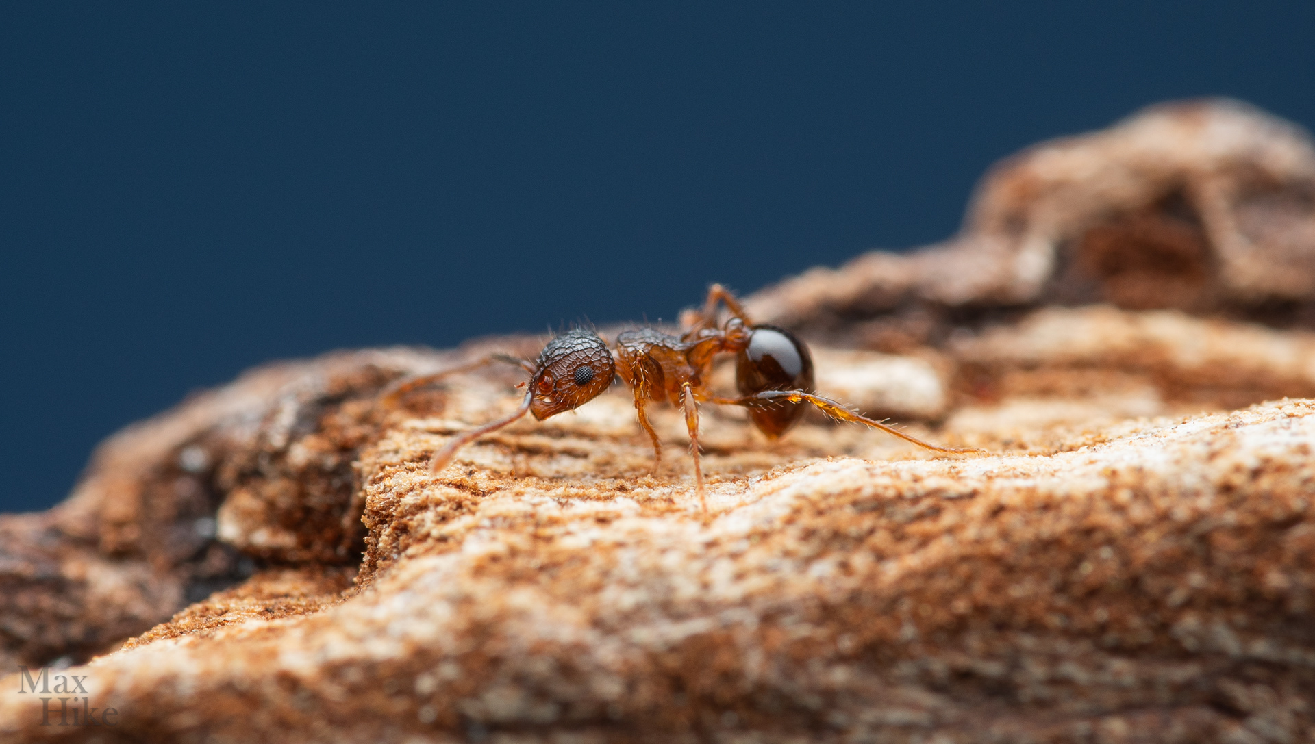 Pristomyrmex punctatus P7