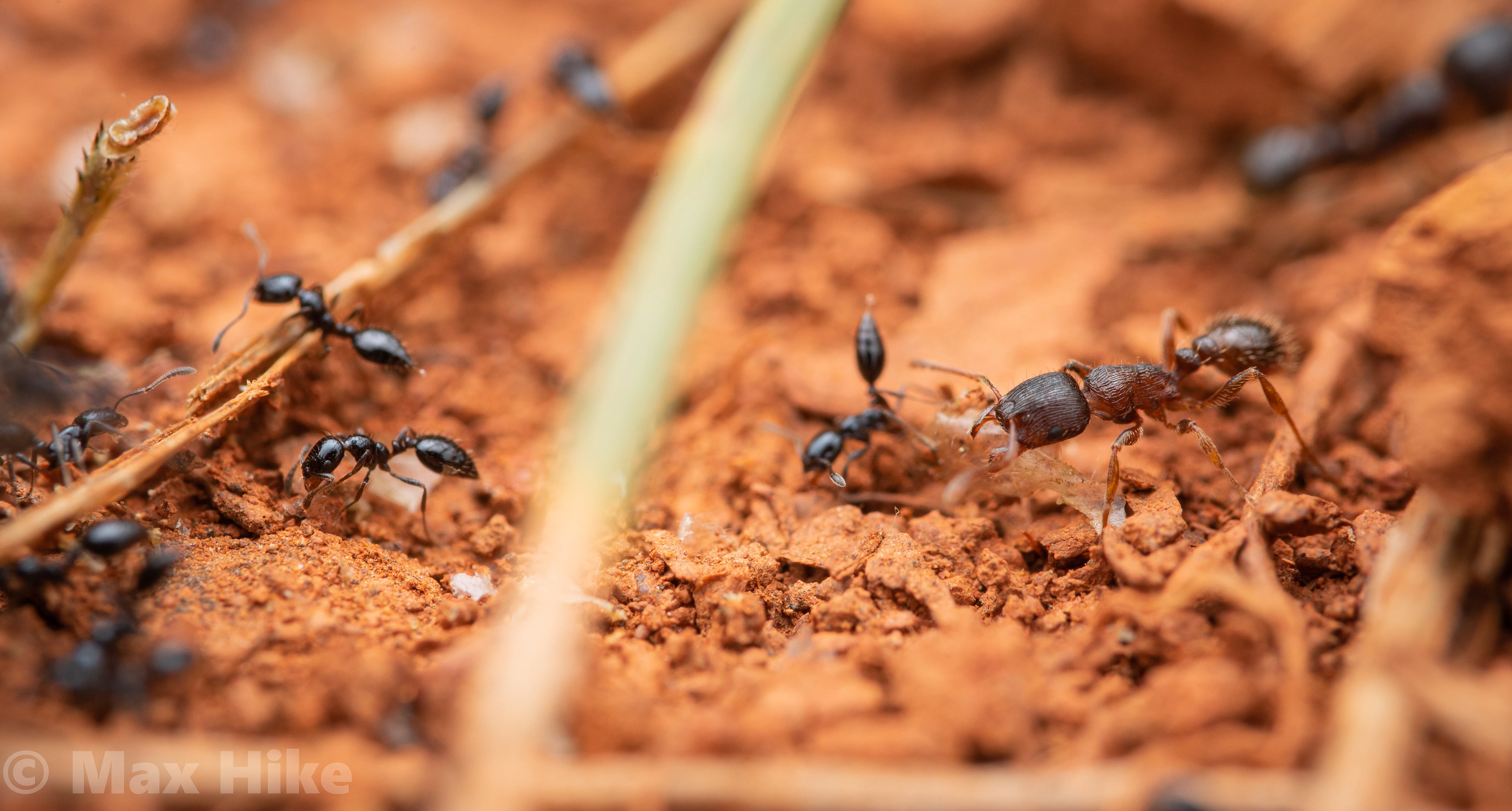 Monomorium minimum workers defending their food from a tetramorium immigrans worker M4