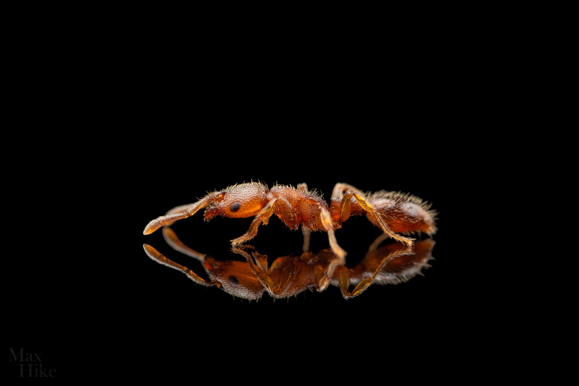 Vollenhovia V15