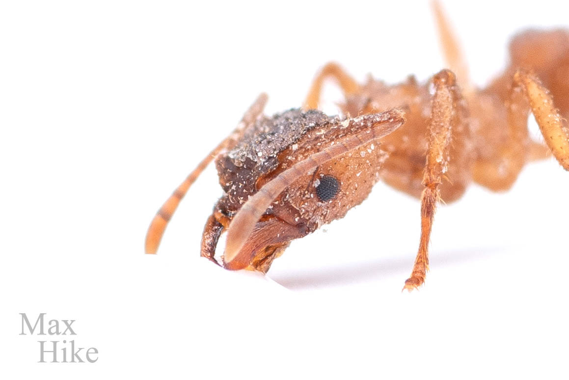 Trachymyrmex
