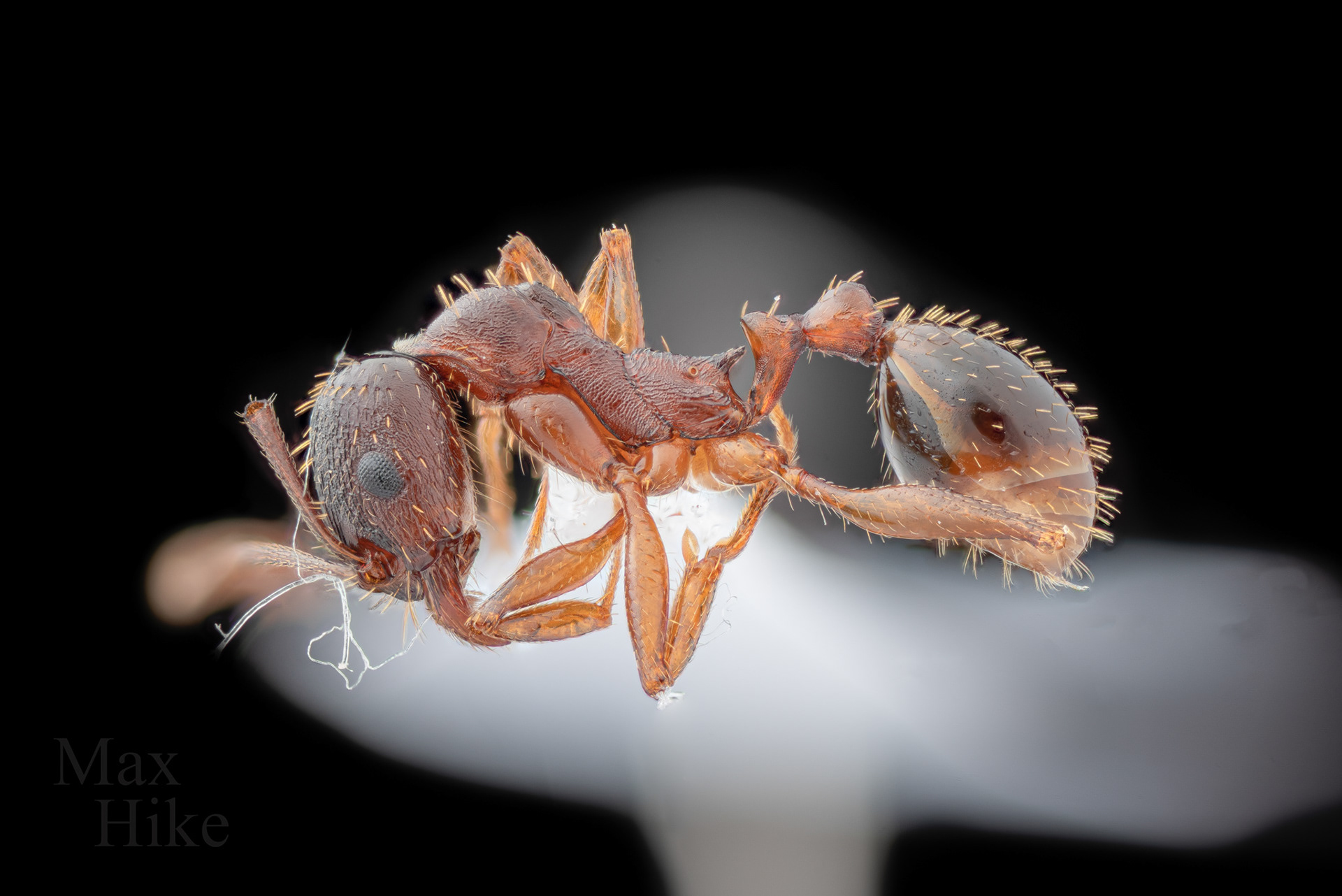 Aphaenogaster picea specimen