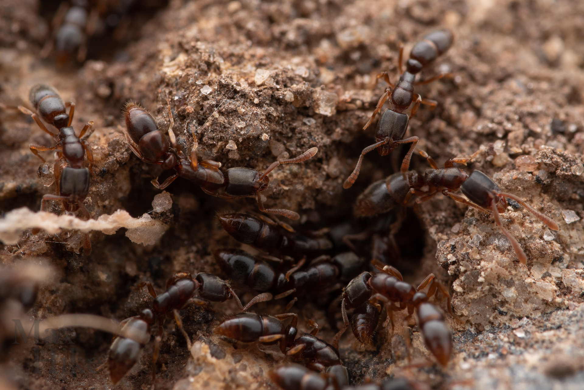 Ponera pennsylvanica workers P11