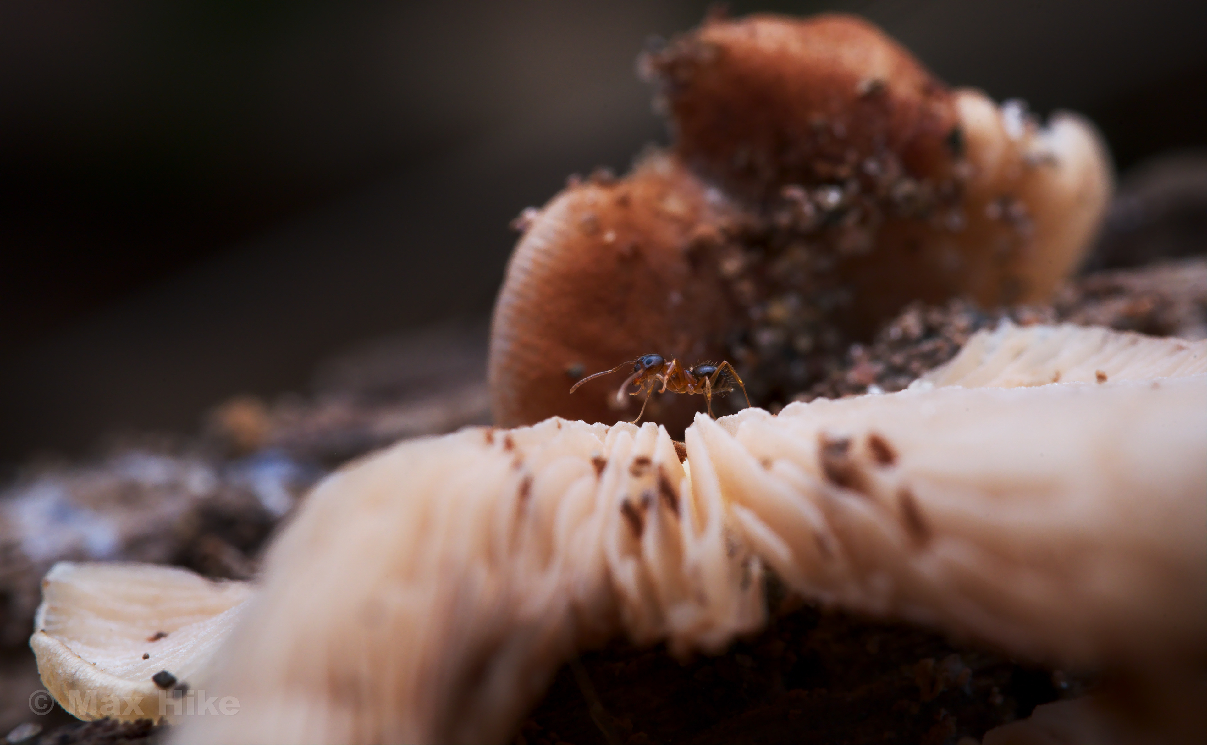 Nylanderia worker walking on a fungus N1