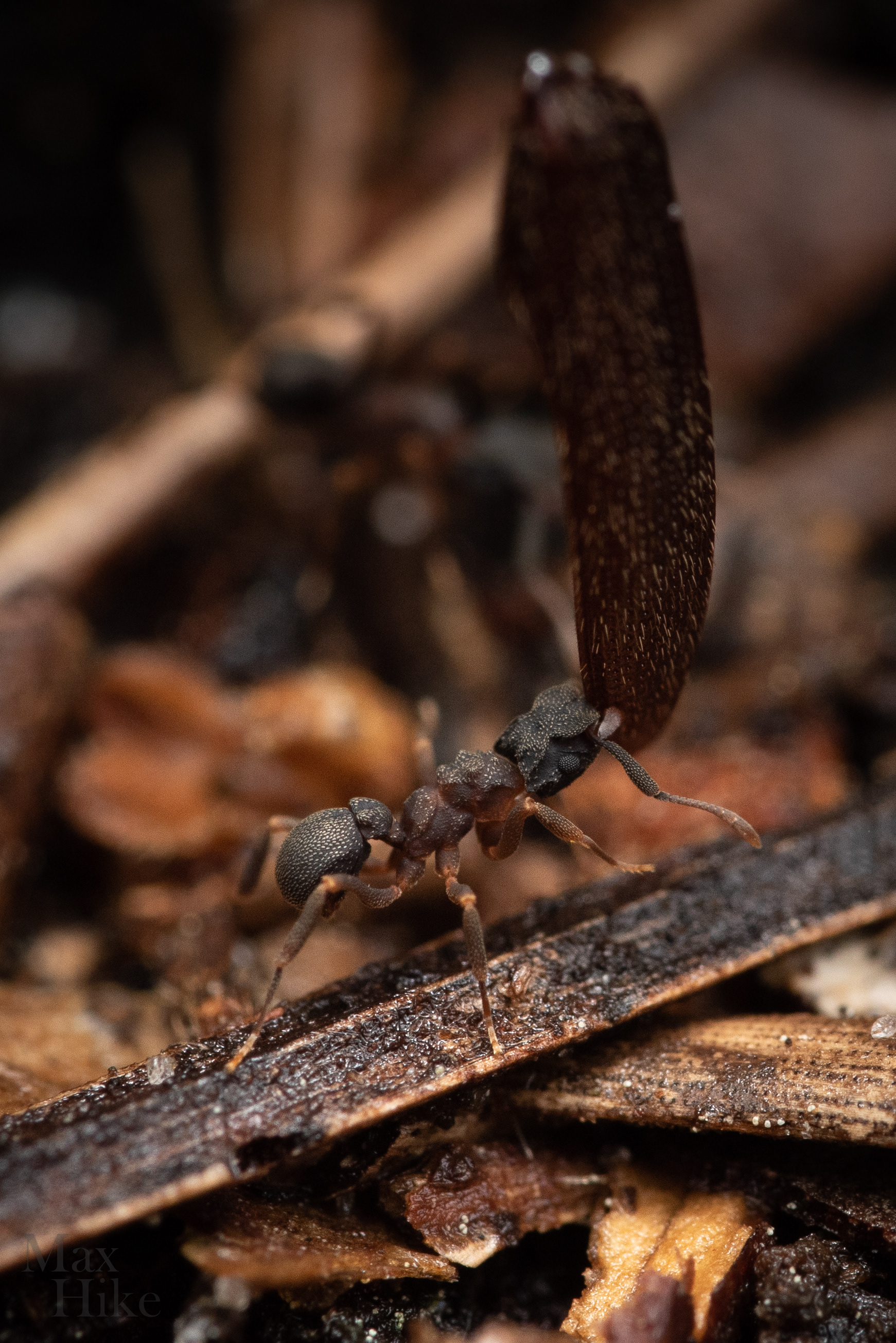 Cyphomyrmex worker C10