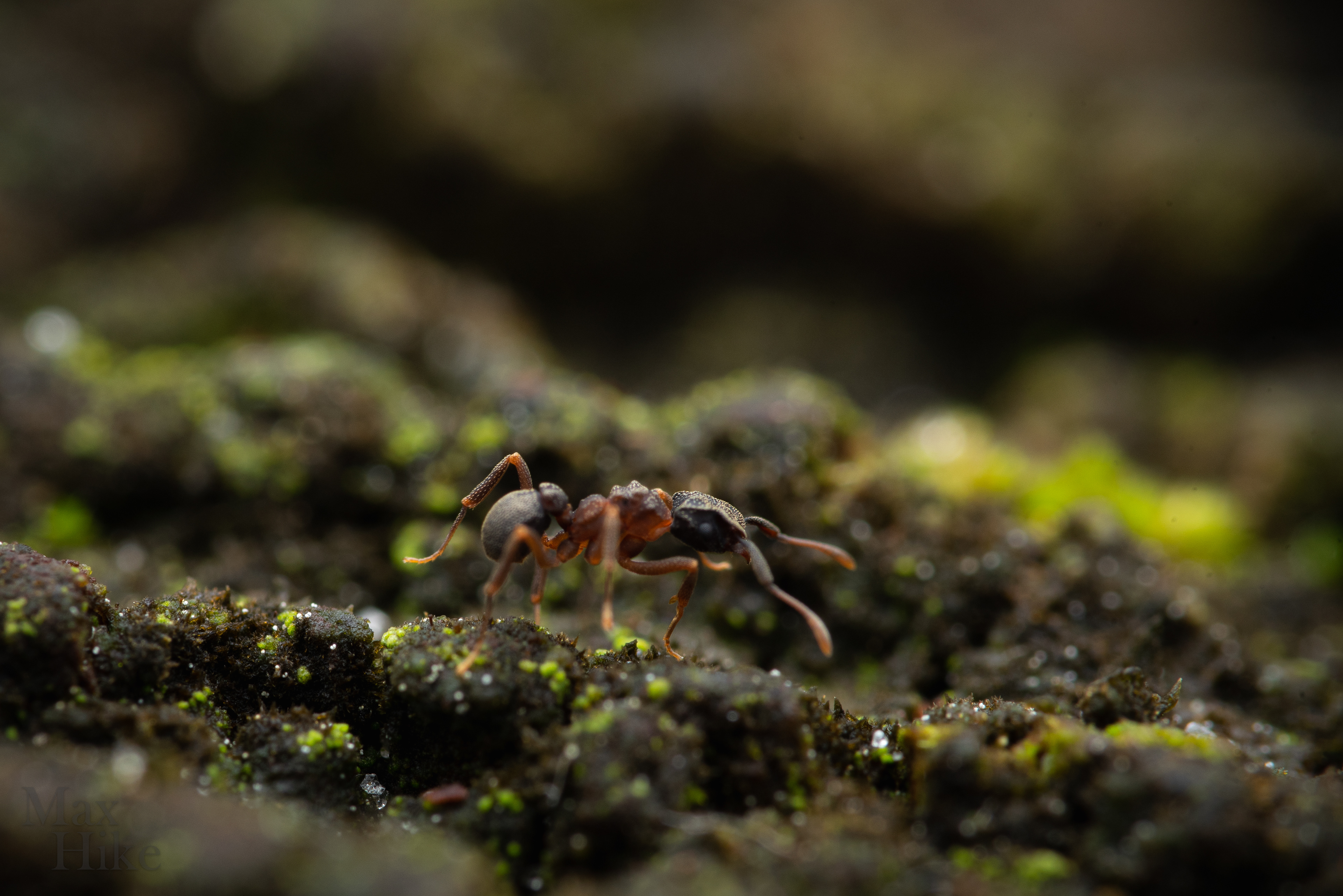 Cyphomyrmex worker C6