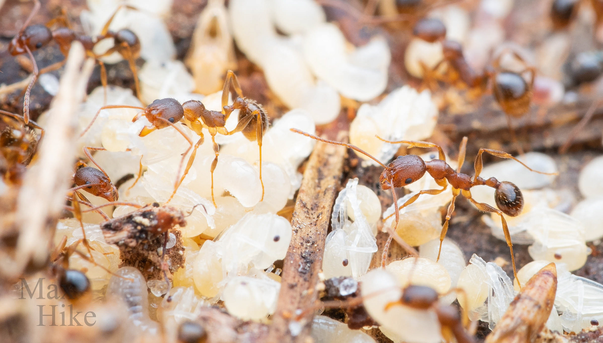 Aphaenogaster carolinensis