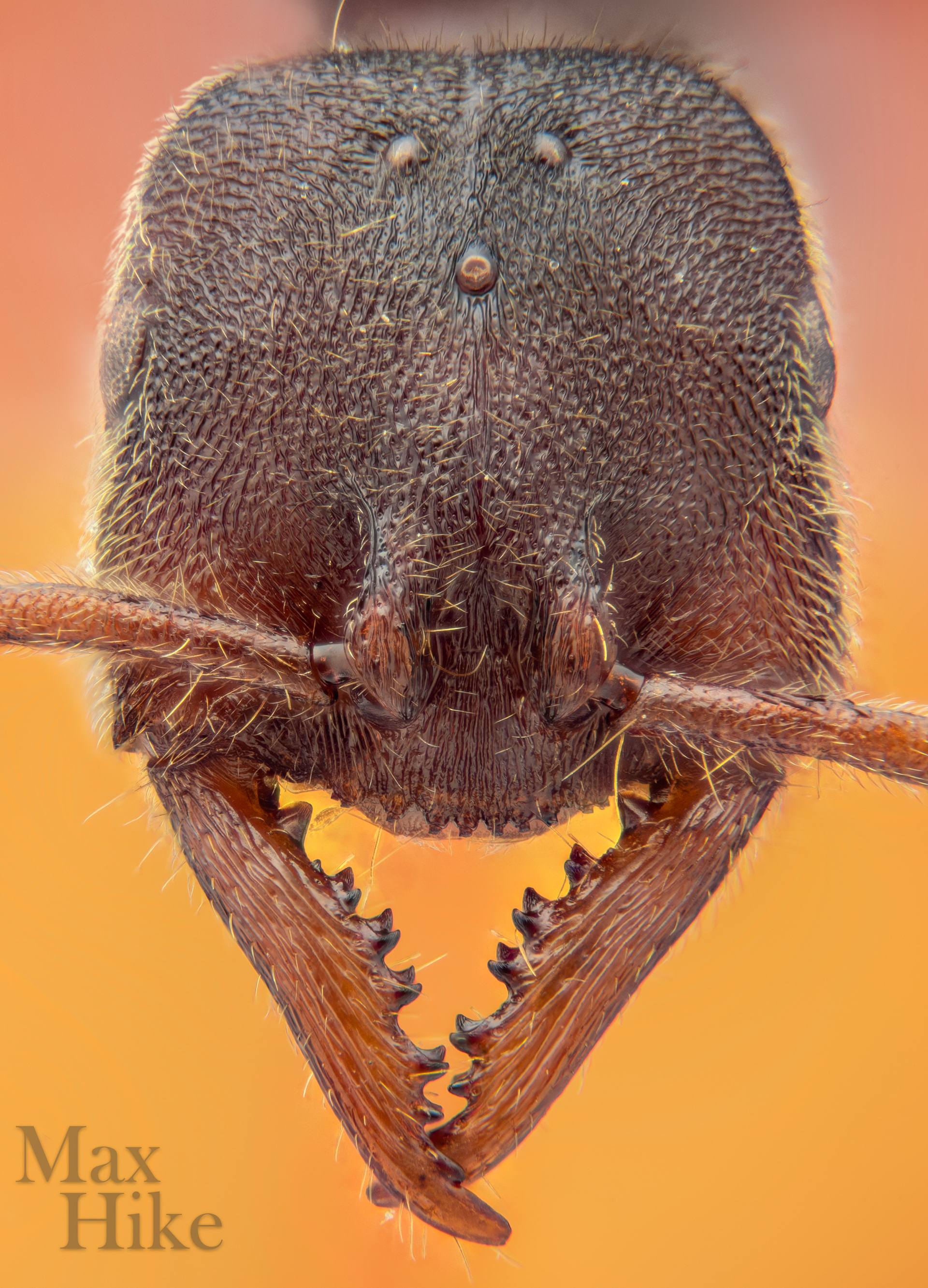 Stigmatomma pallipes queen face