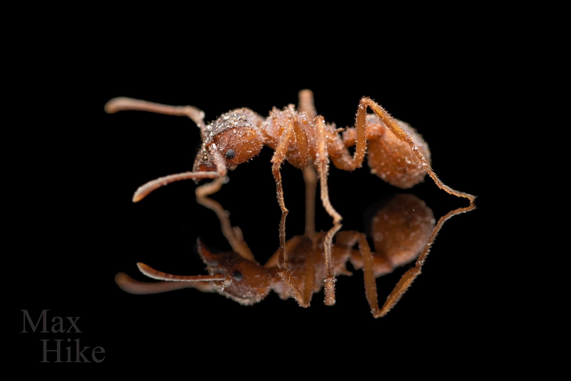 Trachymyrmex