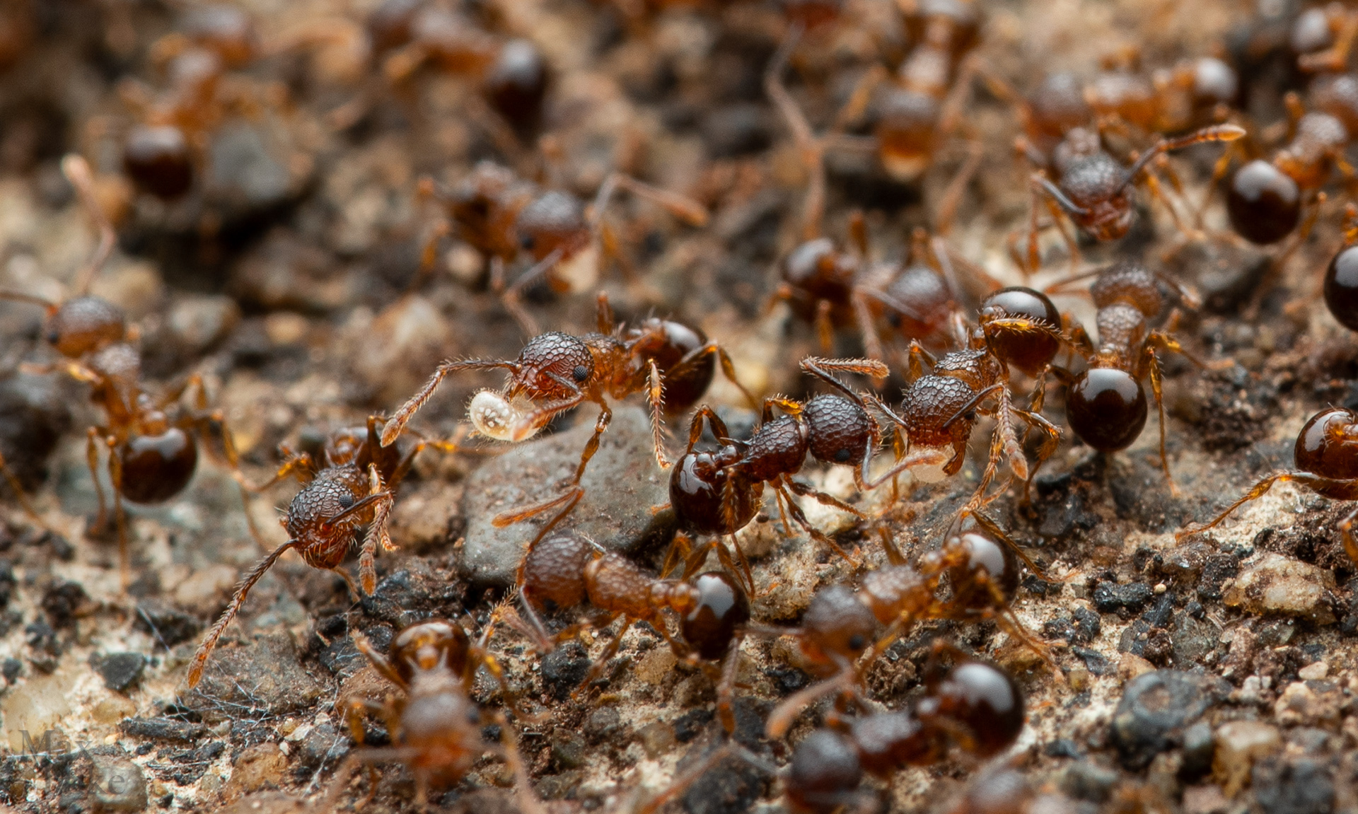 Pristomyrmex punctatus P15