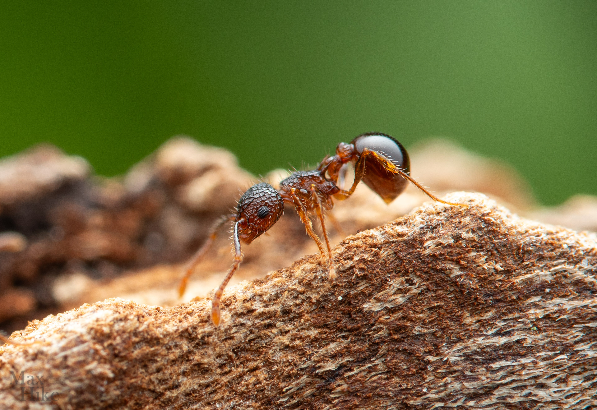 Pristomyrmex punctatus P8