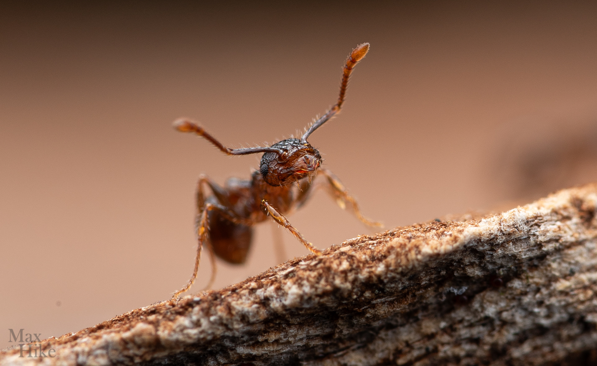 Pristomyrmex punctatus P14
