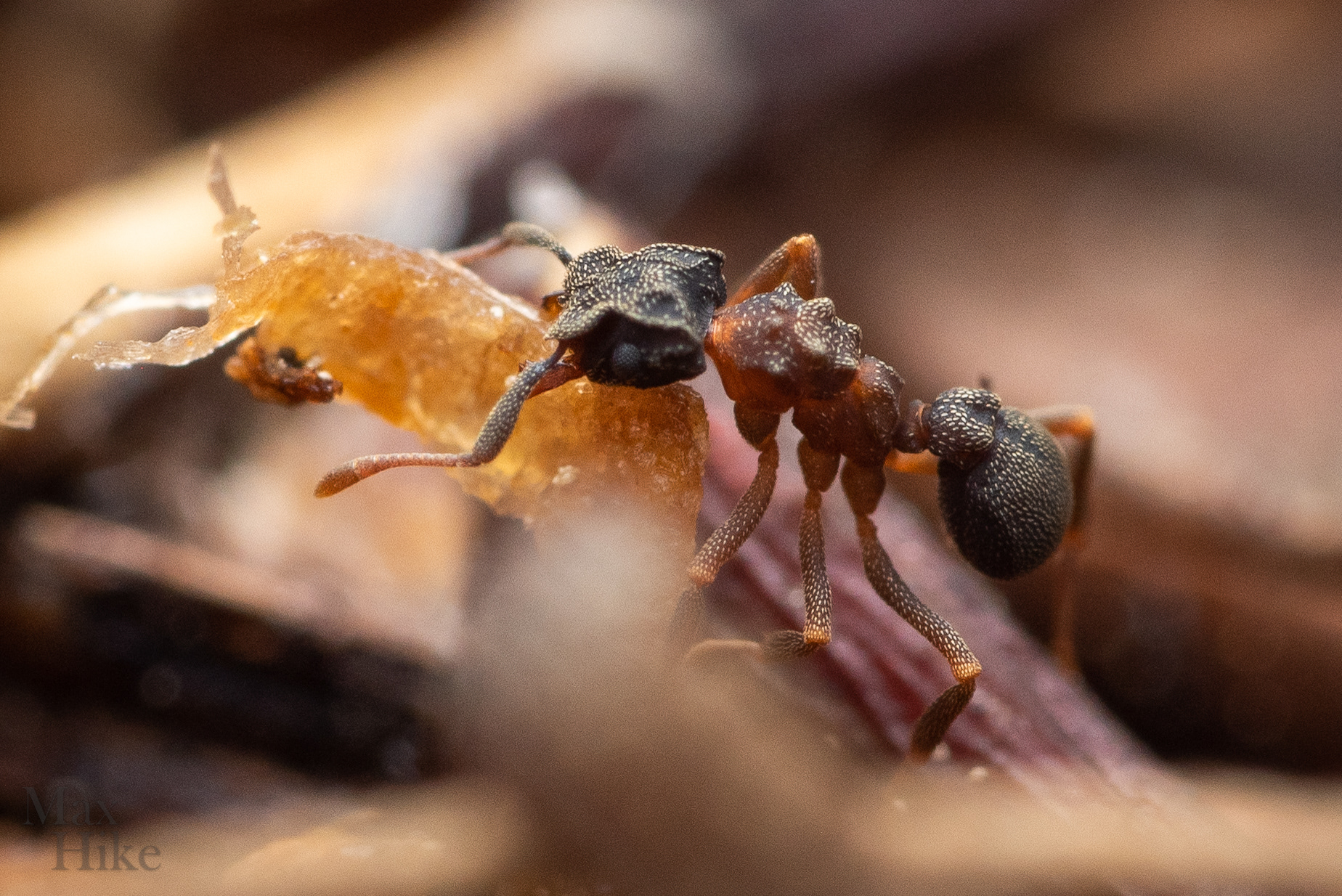 Cyphomyrmex worker carrying something C12