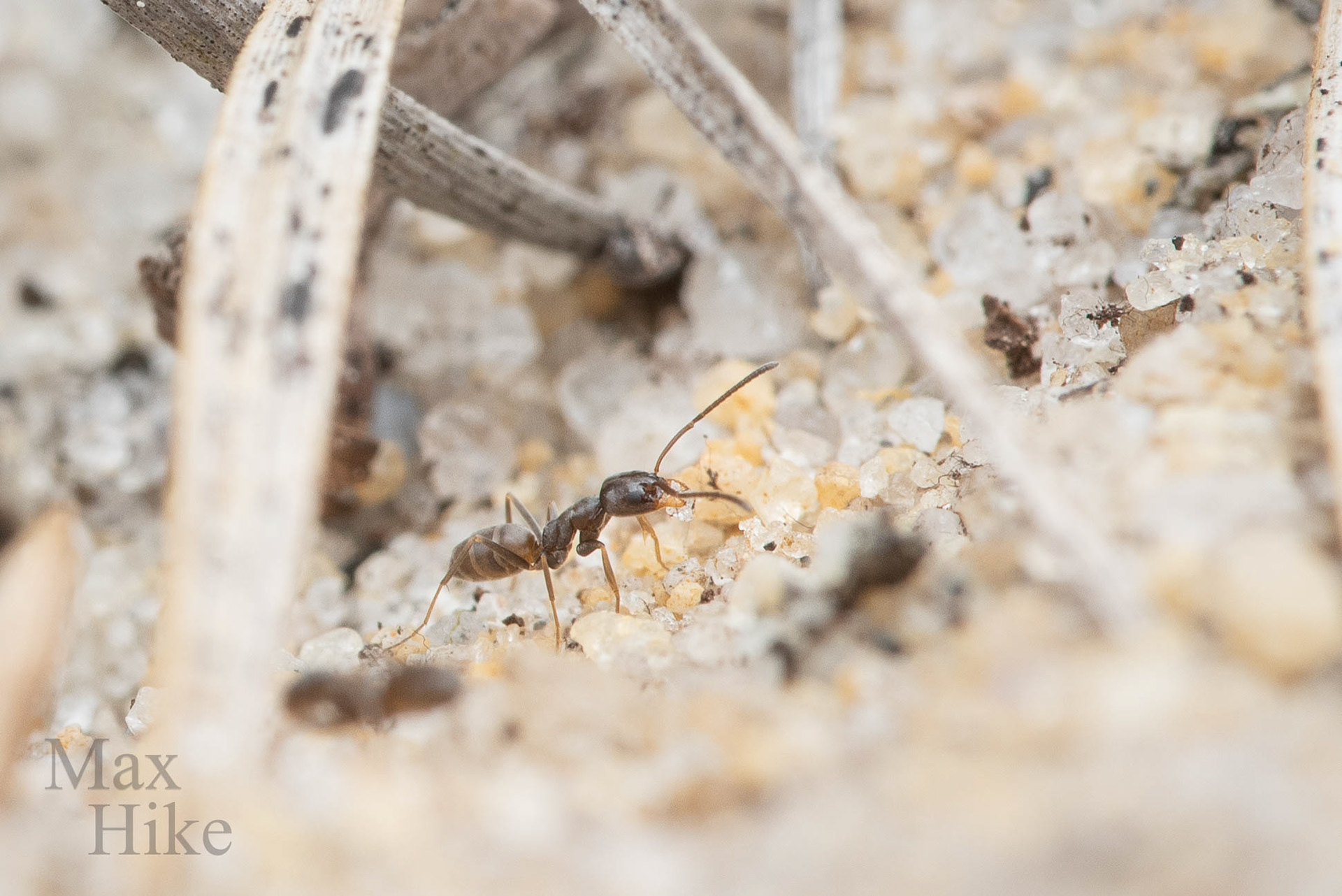 Dorymyrmex worker