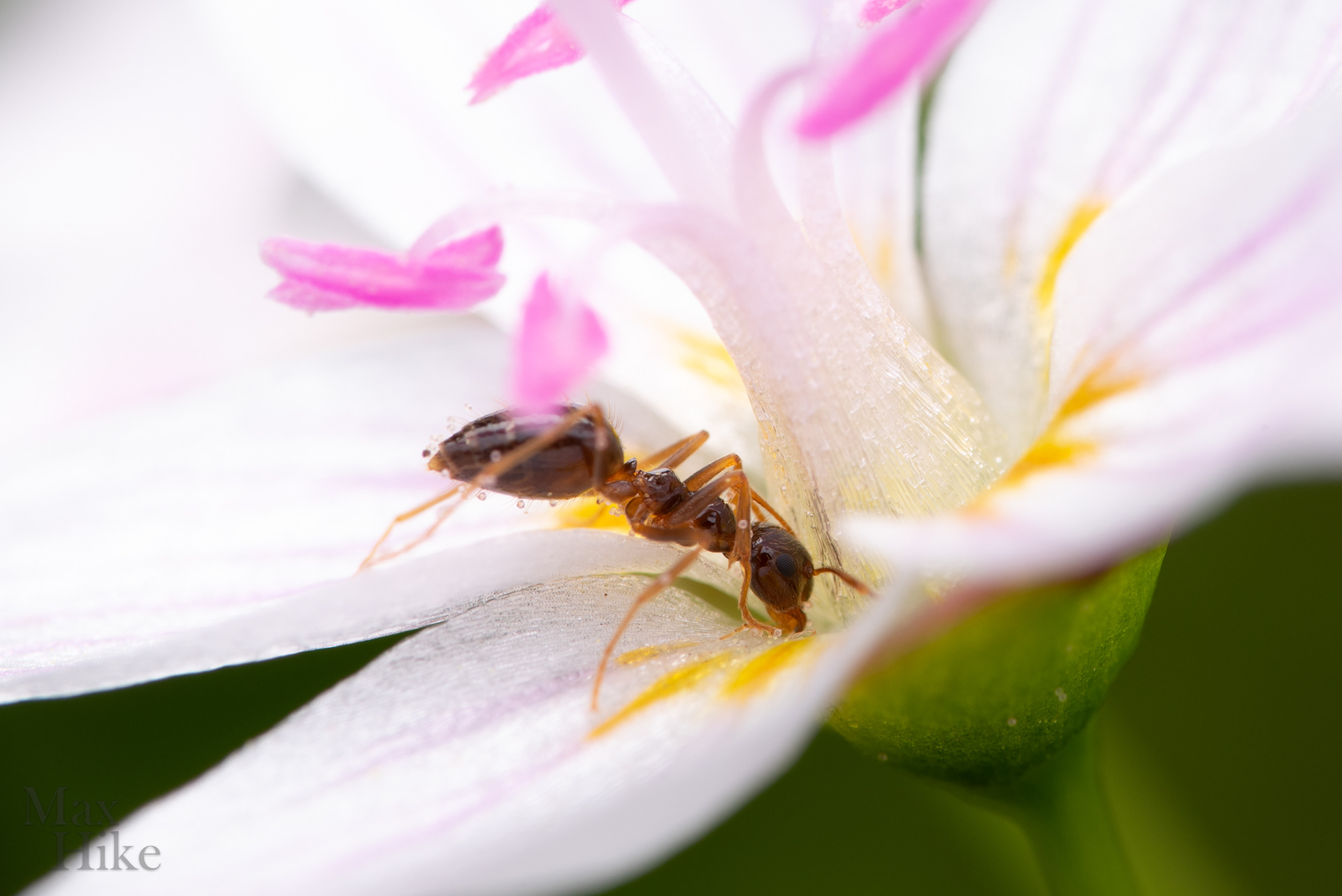 Prenolepis worker P16