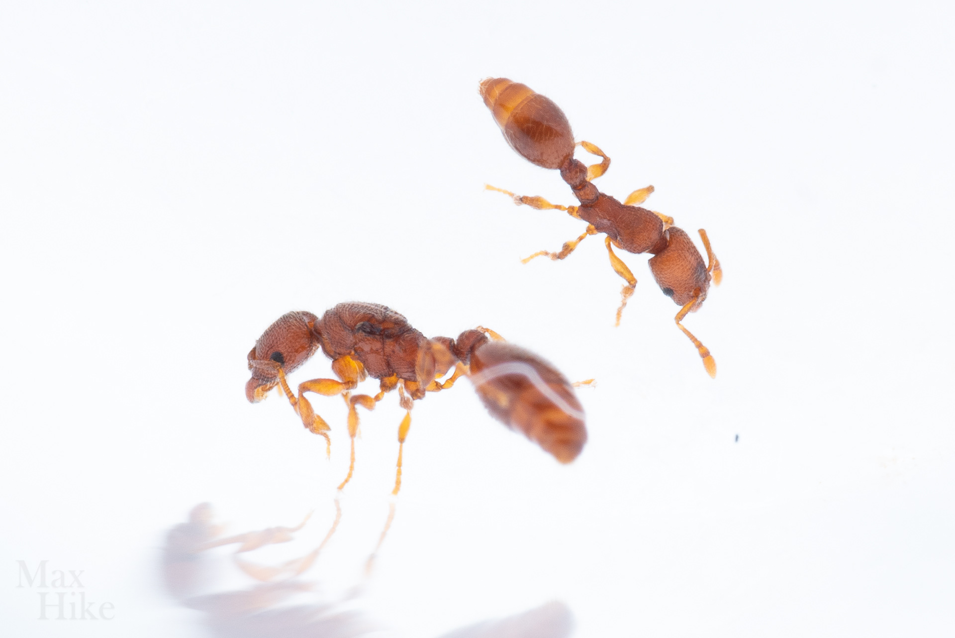Vollenhovia emeryi queen V14