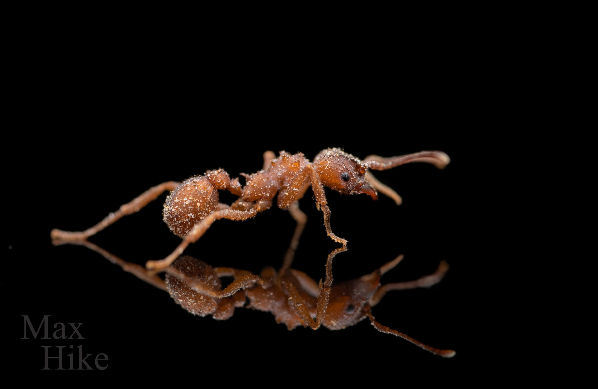 Studio photo of trachymyrmex septentrionalis