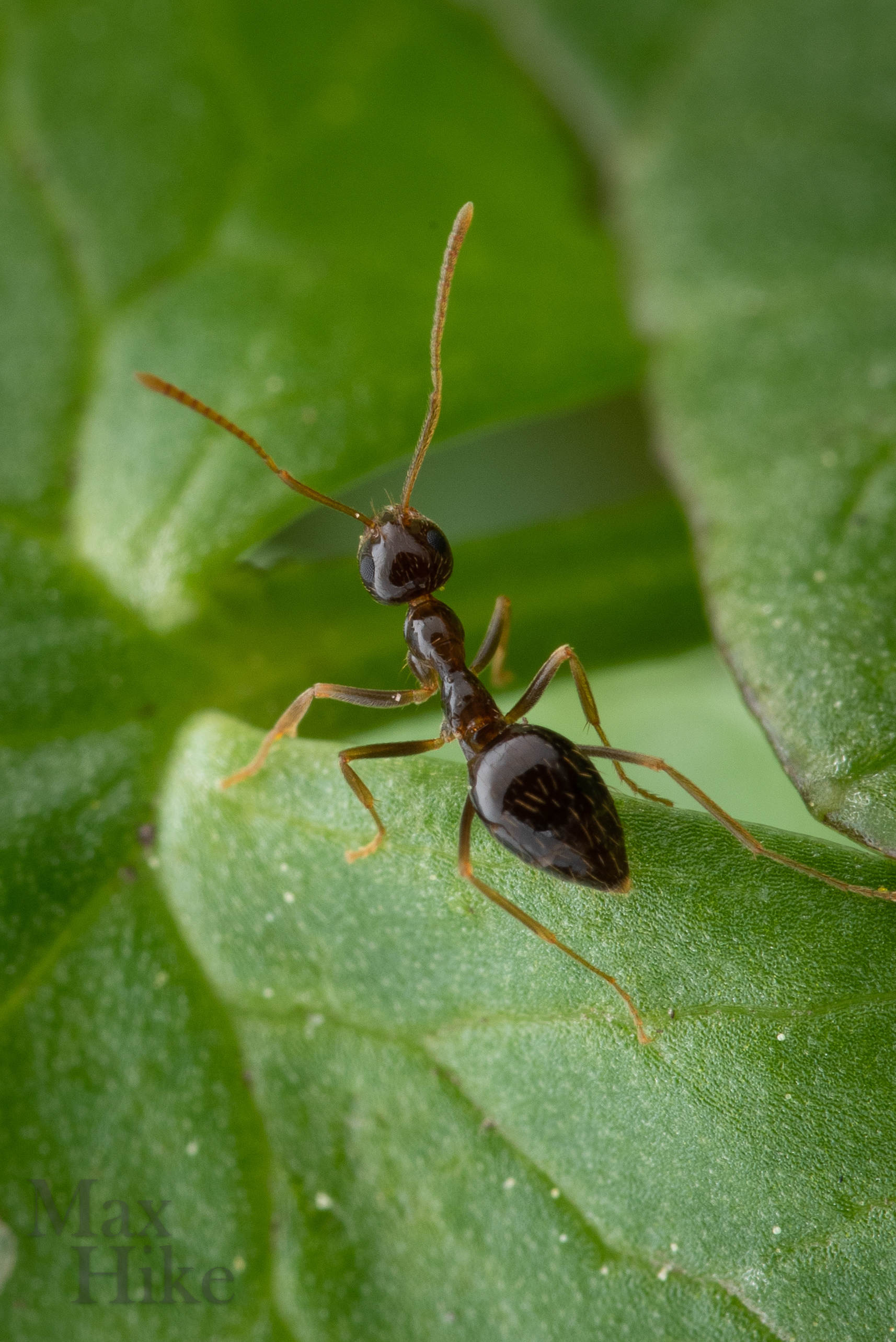 Prenolepis imparis worker P7