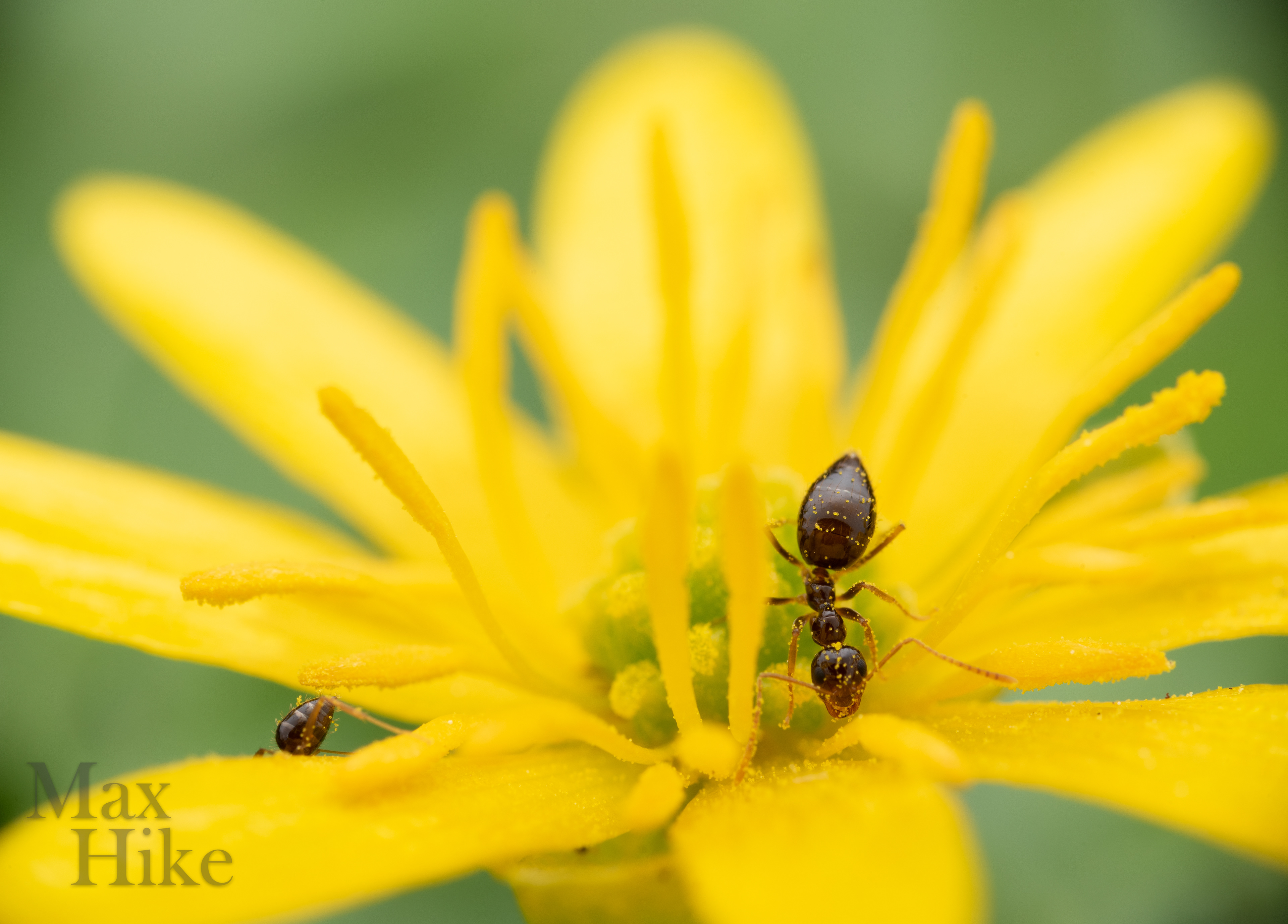 Prenolepis imparis worker P10