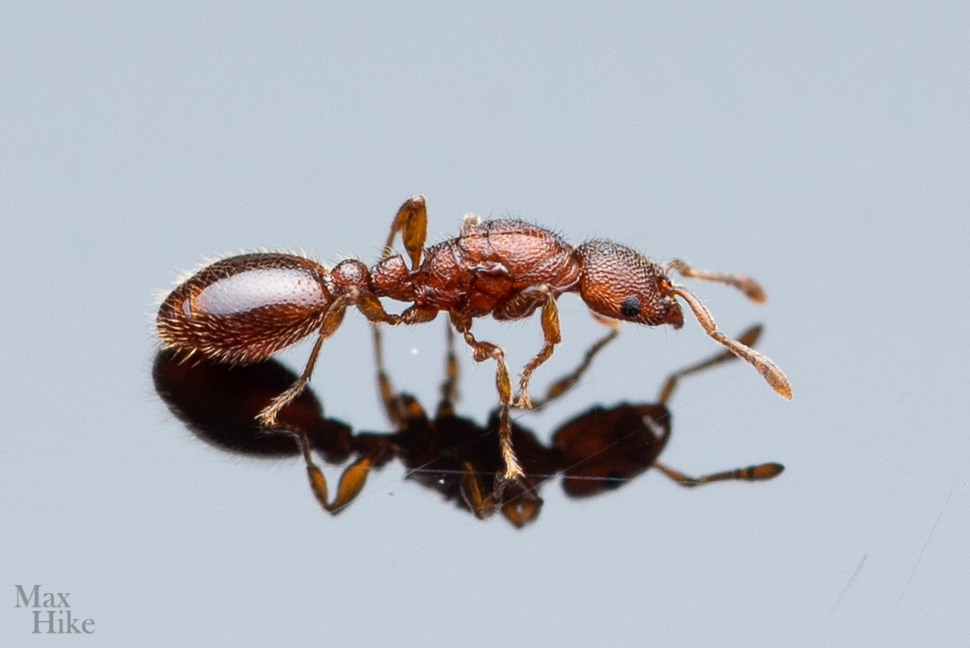 Vollenhovia emeryi queen V1