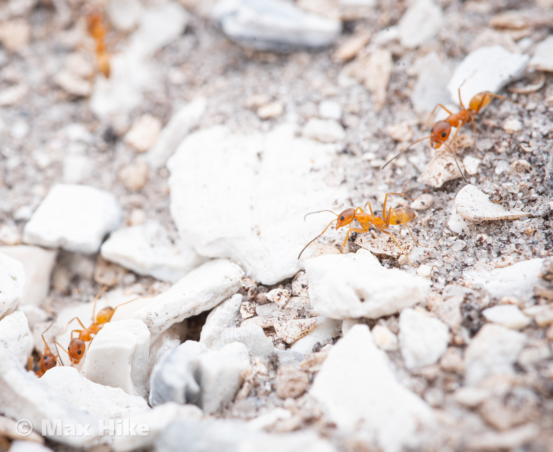 Dorymyrmex bureni colony entrane D1