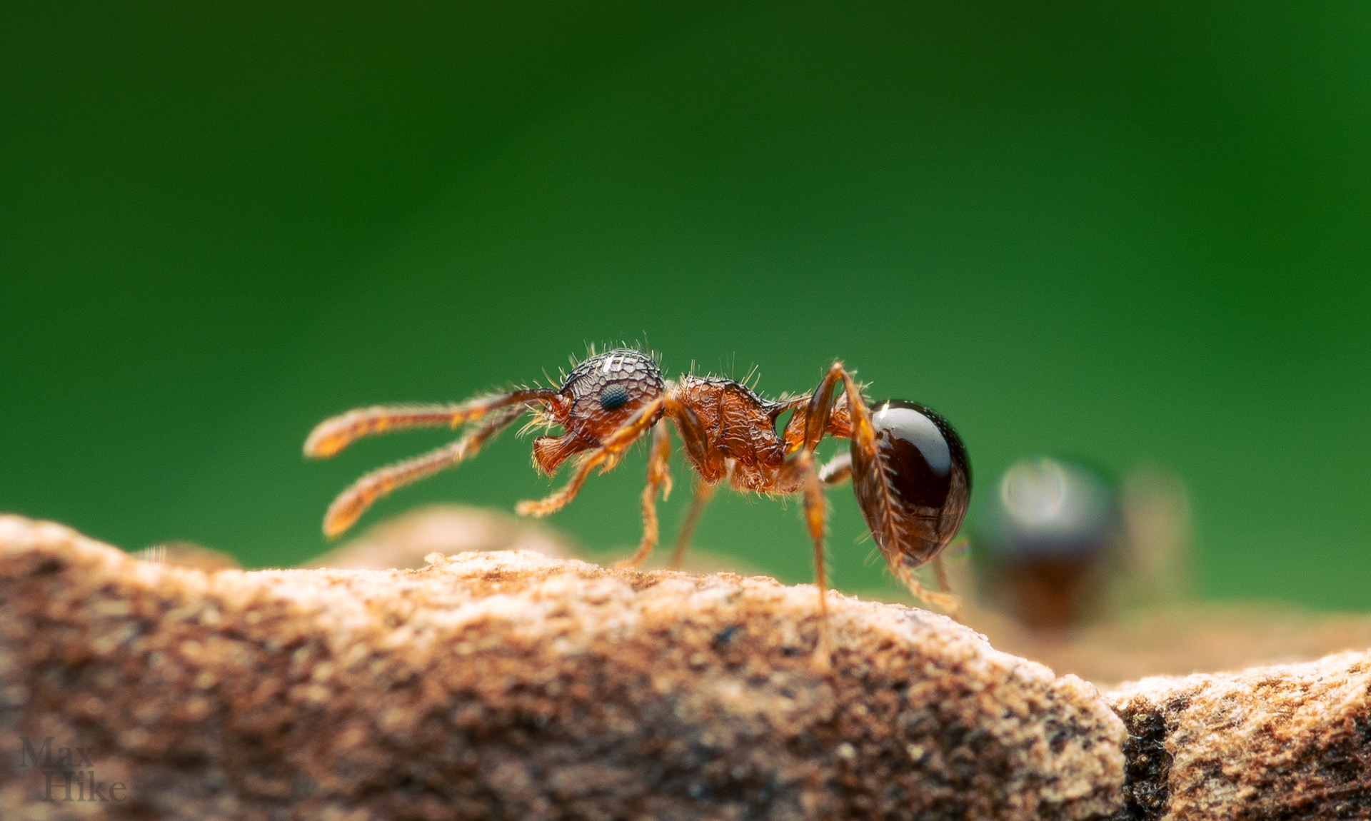 Pristomyrmex punctatus P11