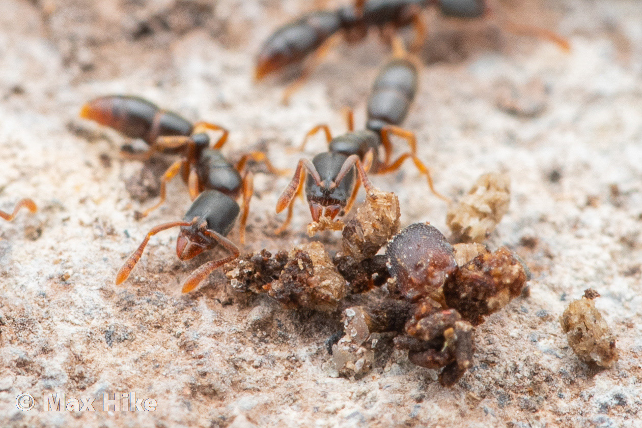 Ponera pennsylvanica workers P2