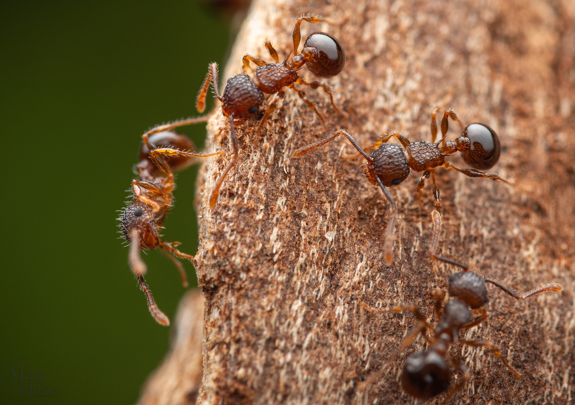 Pristomyrmex punctatus P5