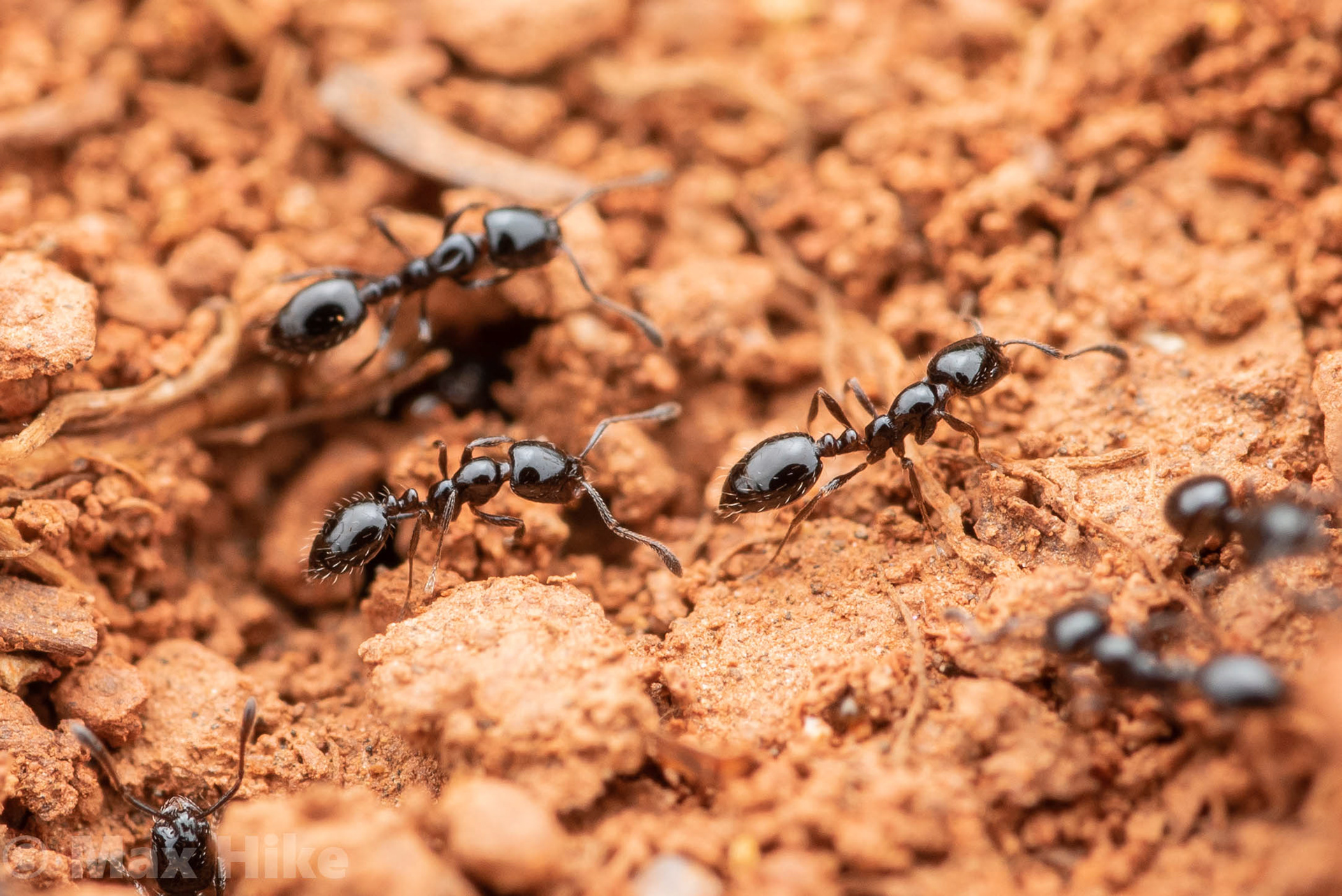 Monomorium minimum workers M2