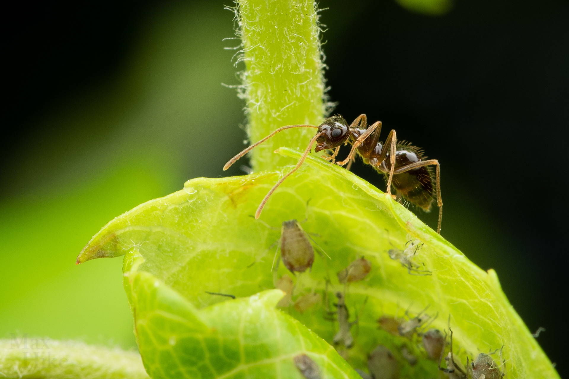 Prenolepis worker P14