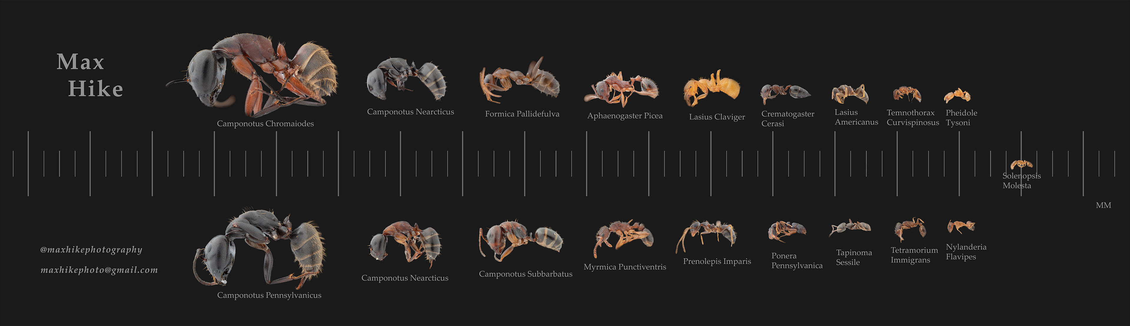 Size comparison of some of the common ants found in the Northeast US