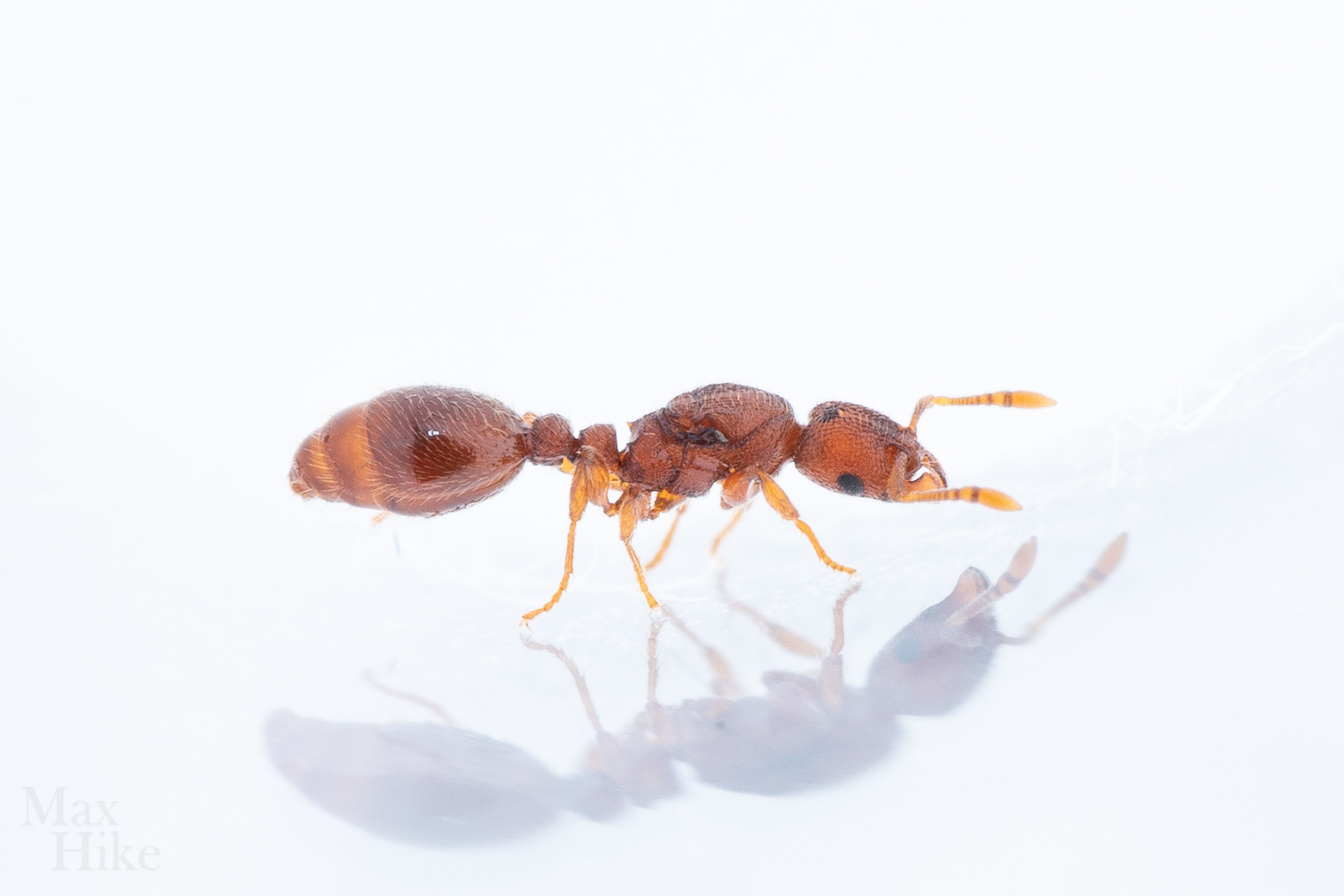Vollenhovia emeryi queen V13