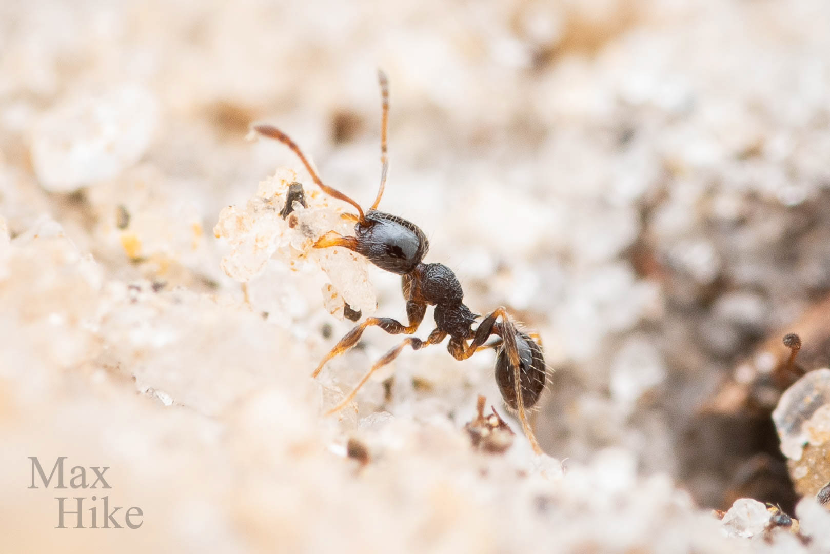 Pheidole davisi