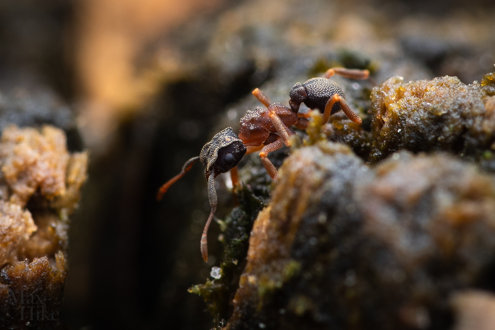 Cyphomyrmex worker C17