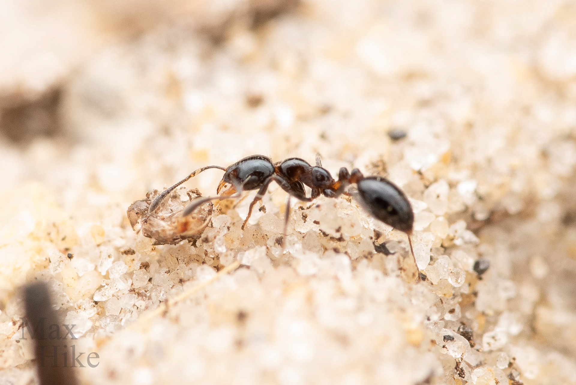 Monomorium sp worker M7