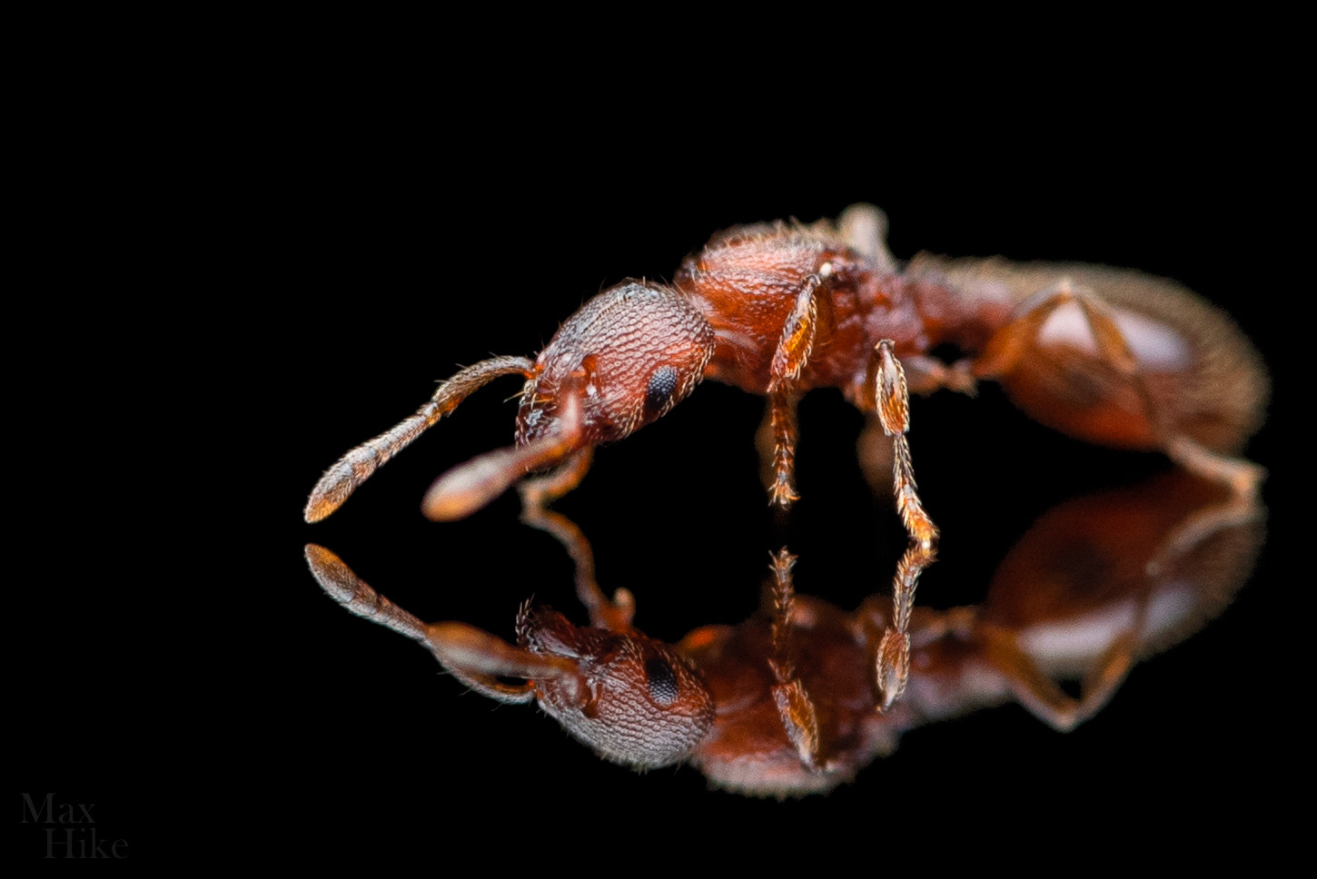 Vollenhovia emeryi queen V6