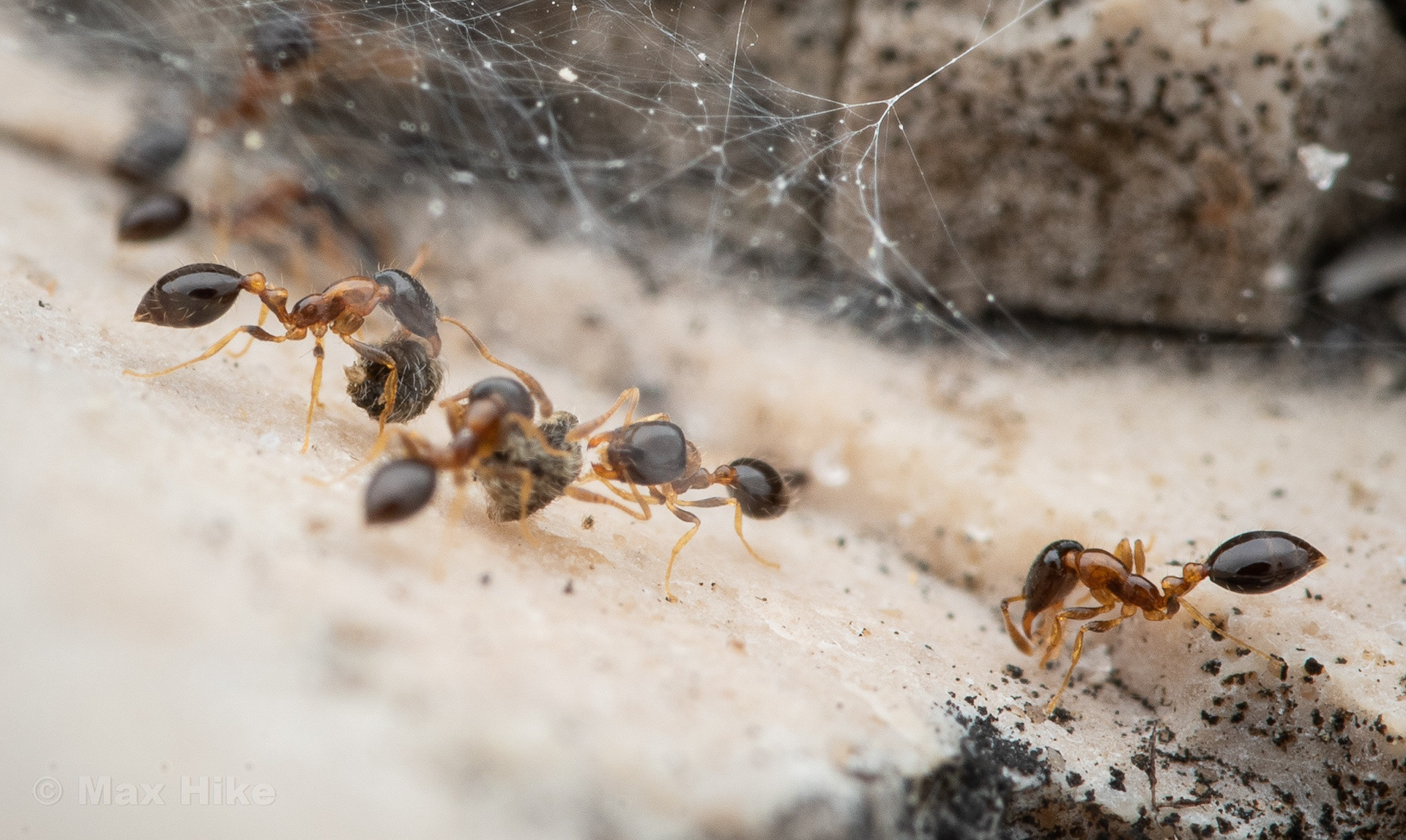 Monomorium floricola workers attacking spider M1