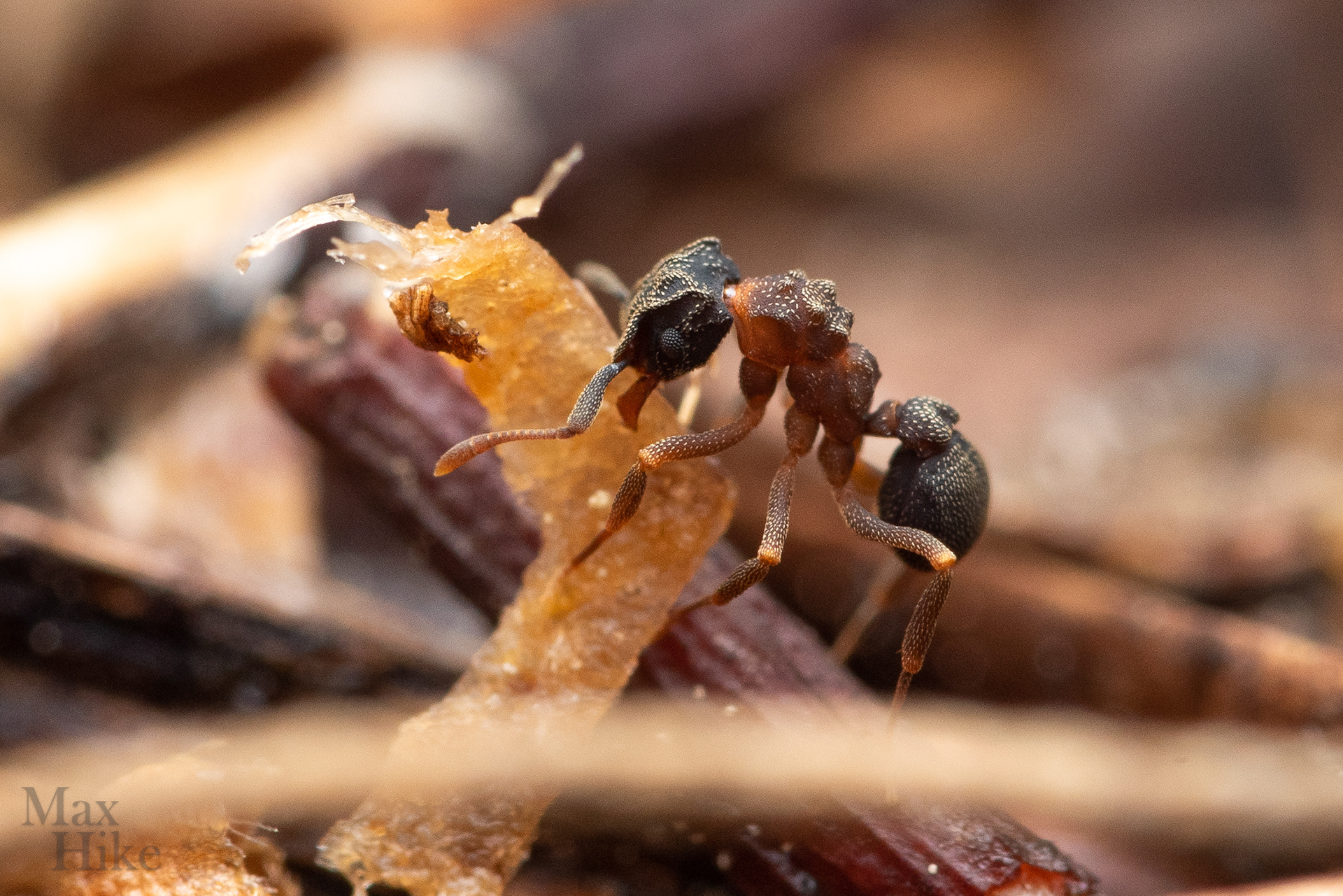 Cyphomyrmex worker C13
