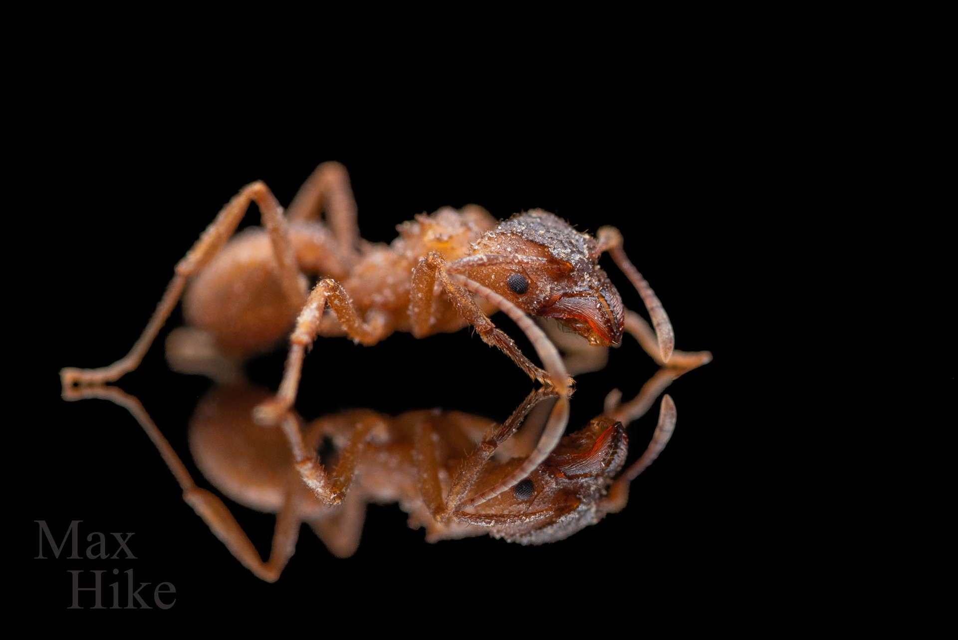 Trachymyrmex septentrionalis