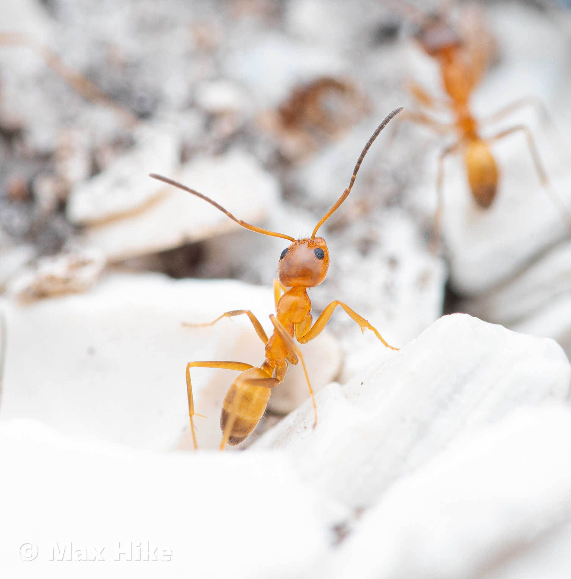 Dorymyrmex bureni workers D7