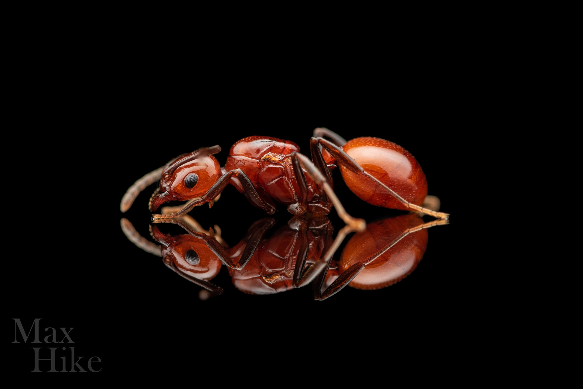 Aphaenogaster tennesseensis queen on a black background