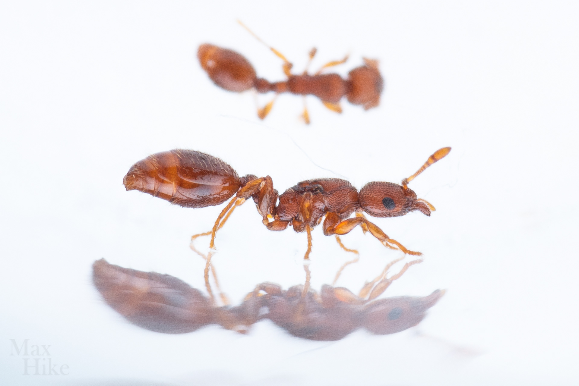Vollenhovia emeryi queen V11