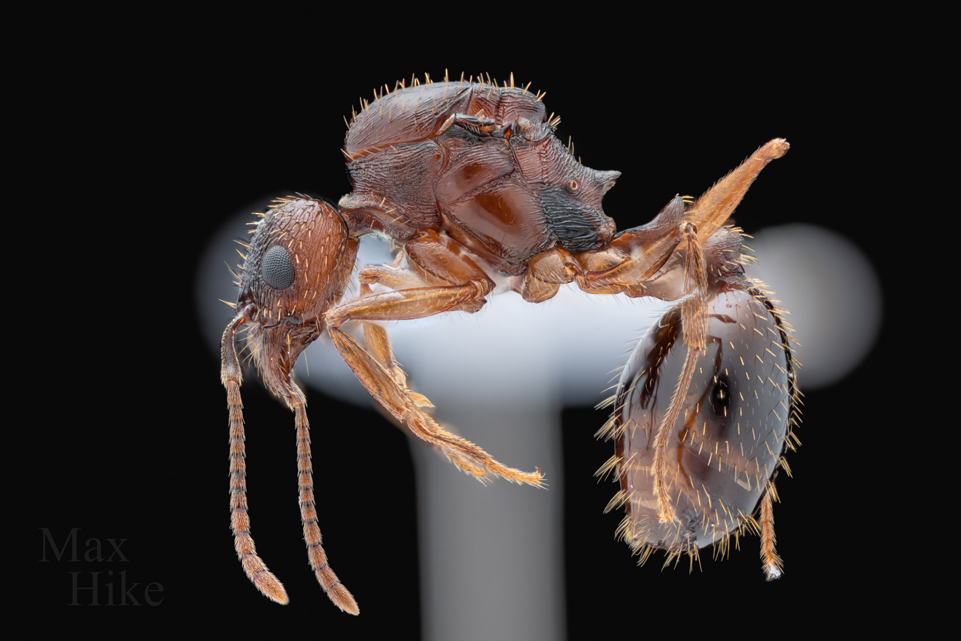 Aphaenogaster picea queen 