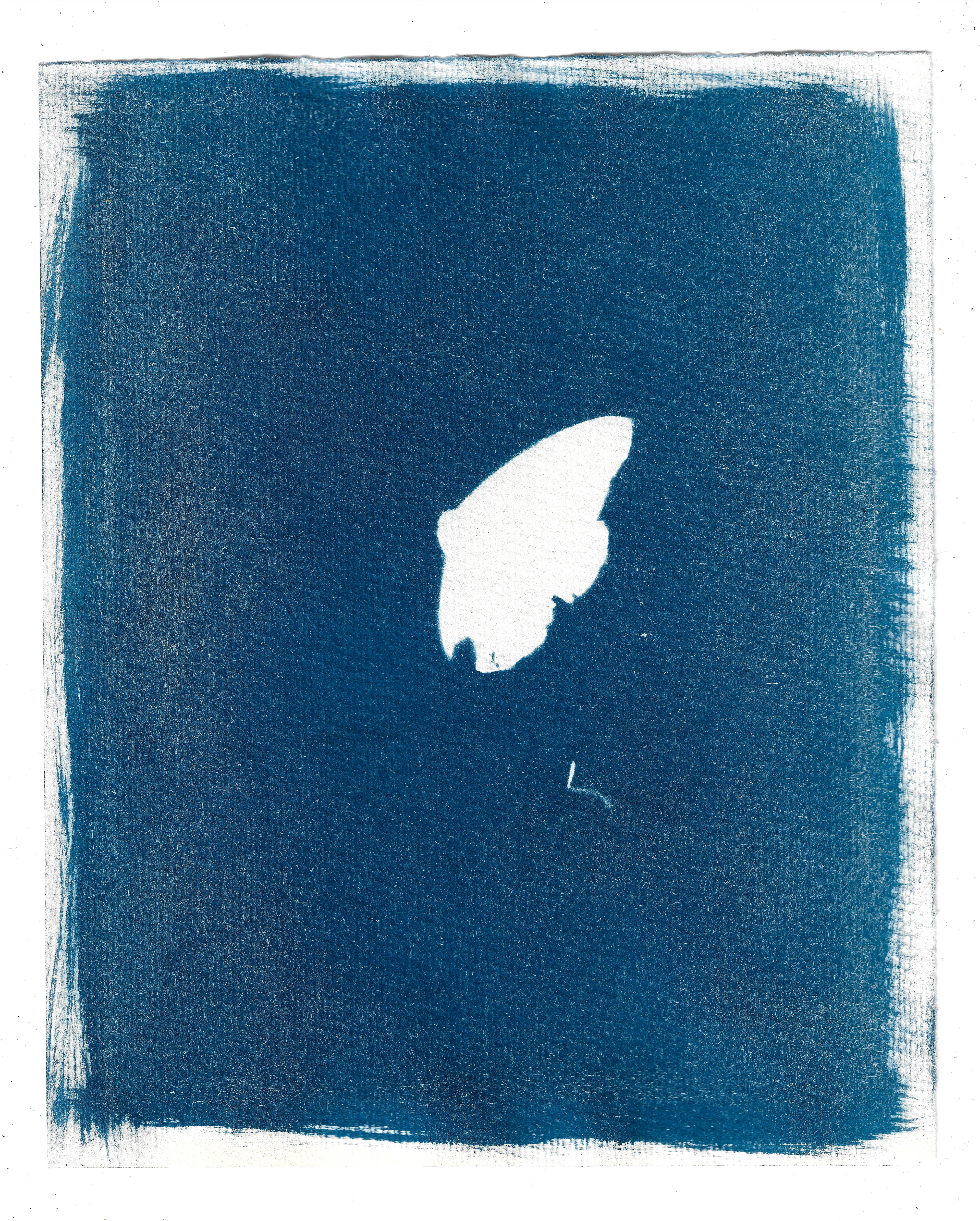 cianotipia sobre papel